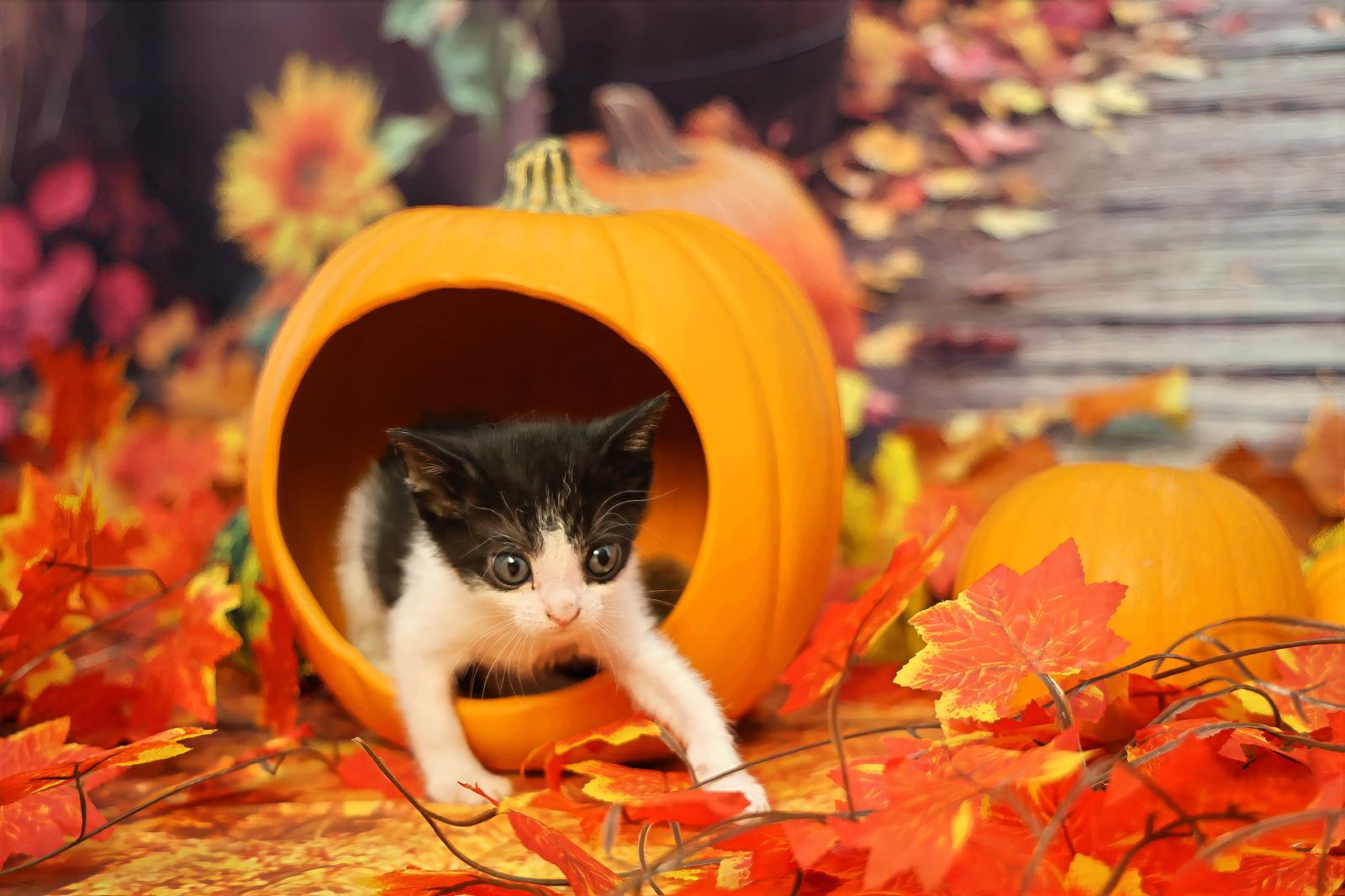 Bic, a Adoptable Tuxedo in Miami, FL image 3/5