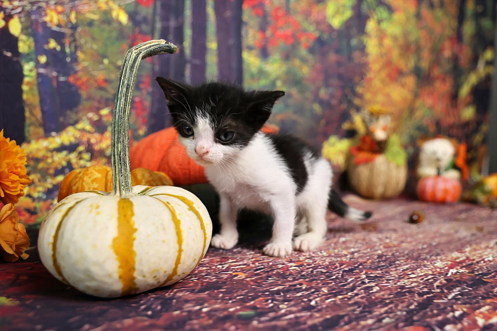 Bic, a Adoptable Tuxedo in Miami, FL image 4/5