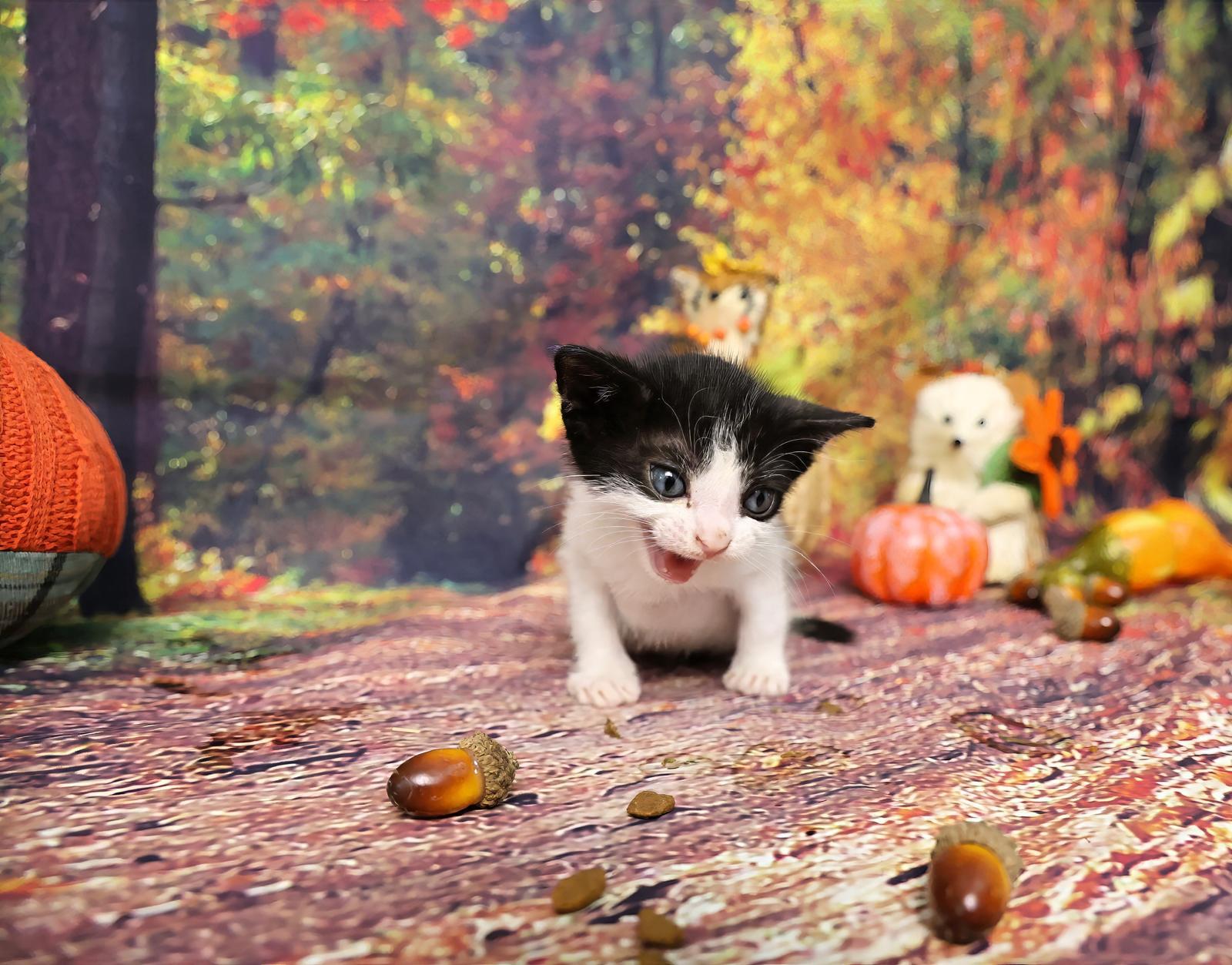 Bic, a Adoptable Tuxedo in Miami, FL image 5/5