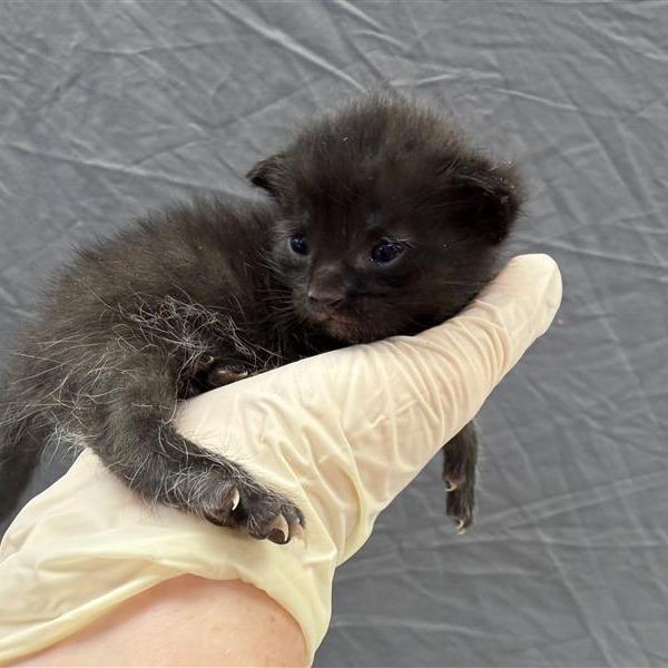 Lily, Adoptable, Kitten Female Domestic Short Hair.