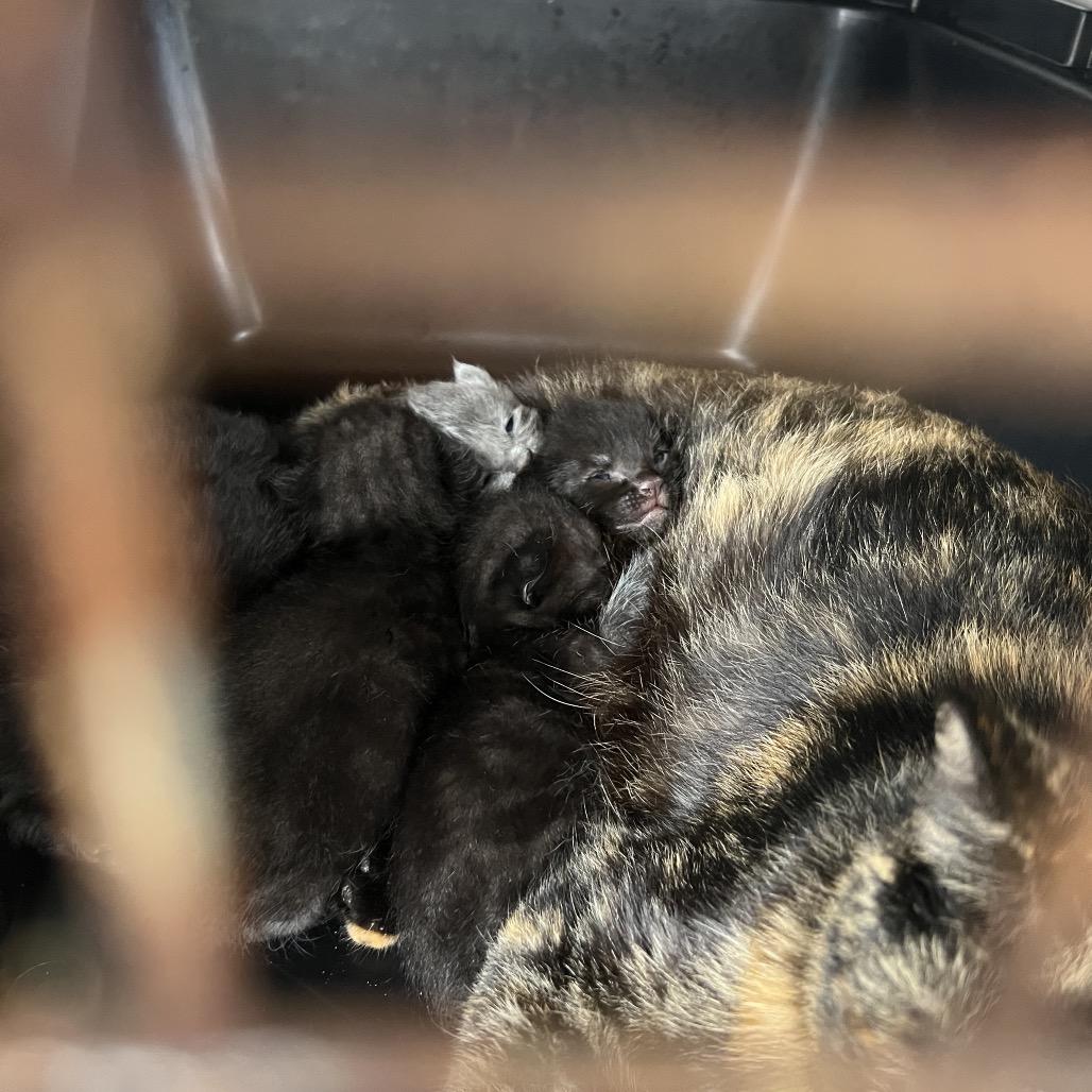 Enlarge Lily, a Adoptable Domestic Short Hair in Houston, TX image 2/5