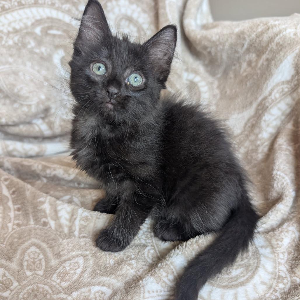 Enlarge Lily, a Adoptable Domestic Short Hair in Houston, TX image 3/5