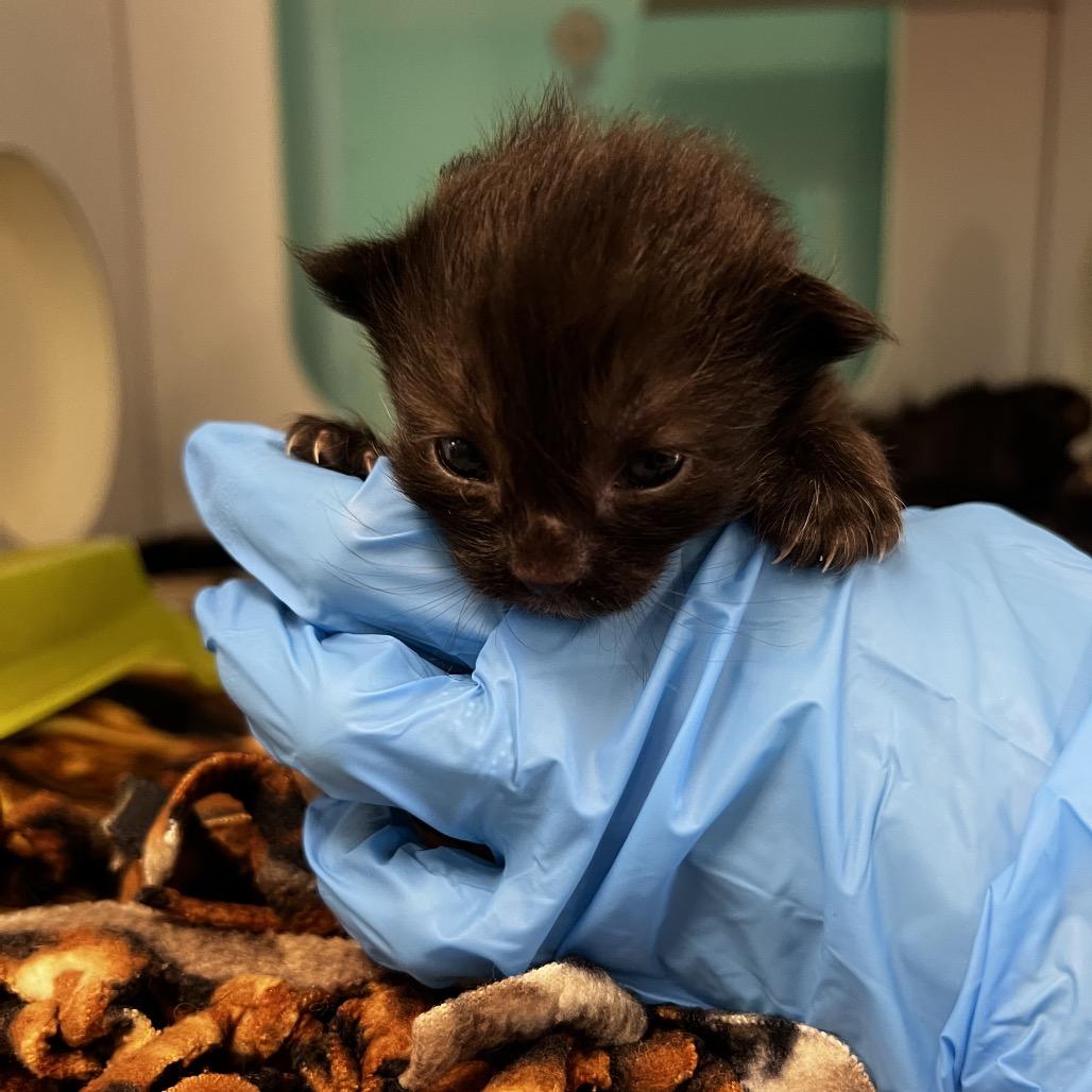 Enlarge Lily, a Adoptable Domestic Short Hair in Houston, TX image 4/5