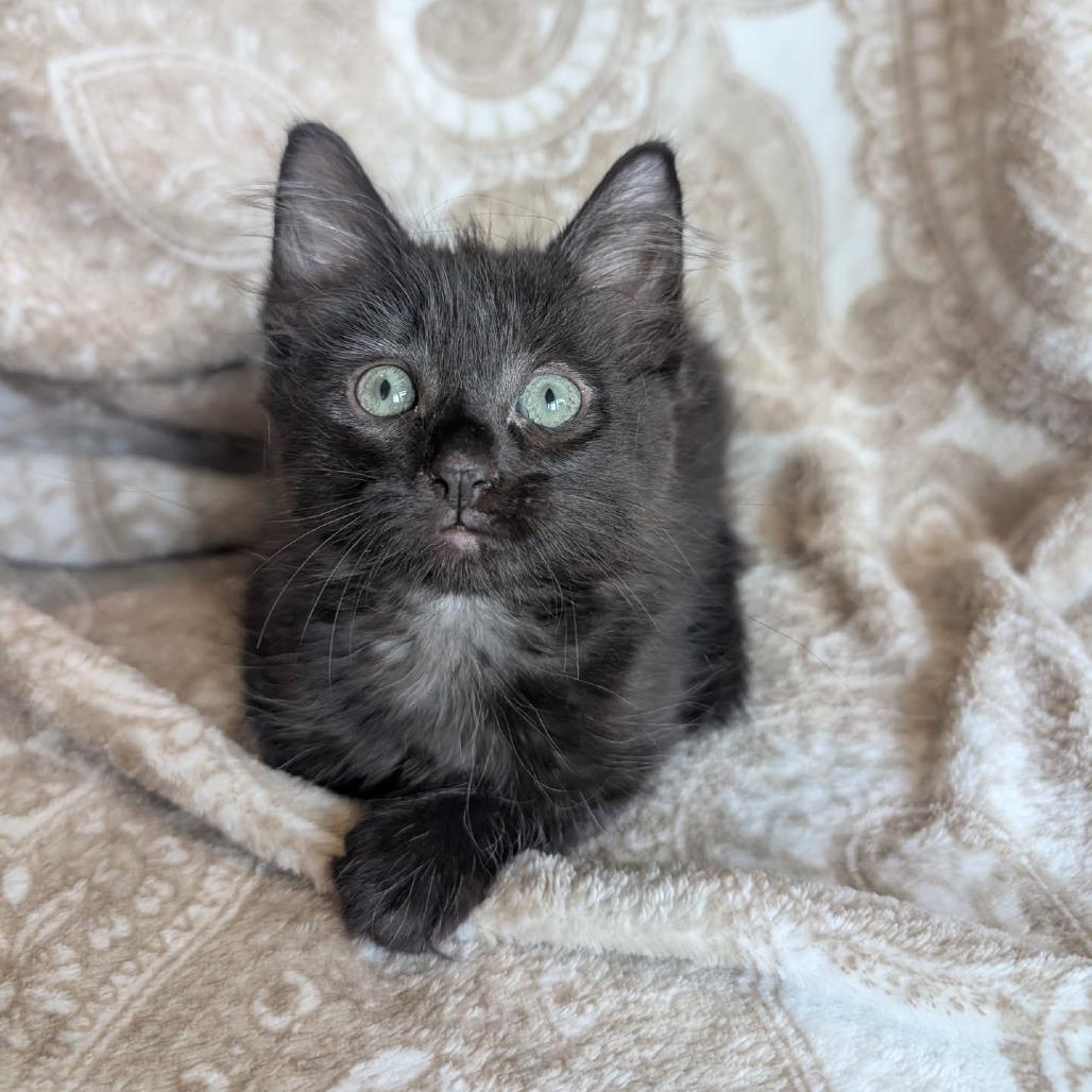 Enlarge Lily, a Adoptable Domestic Short Hair in Houston, TX image 5/5