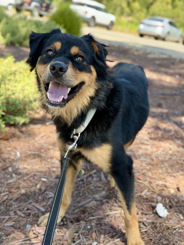 Enlarge OLLIE, a Adoptable mixed breed in Santa Maria, CA image 1/1