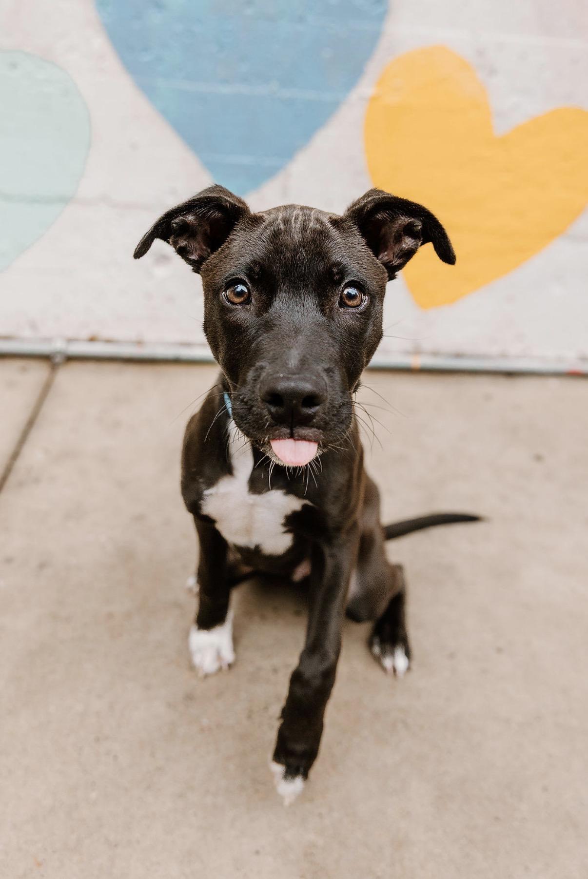 Dj, Adopted, Young Male Labrador Retriever.