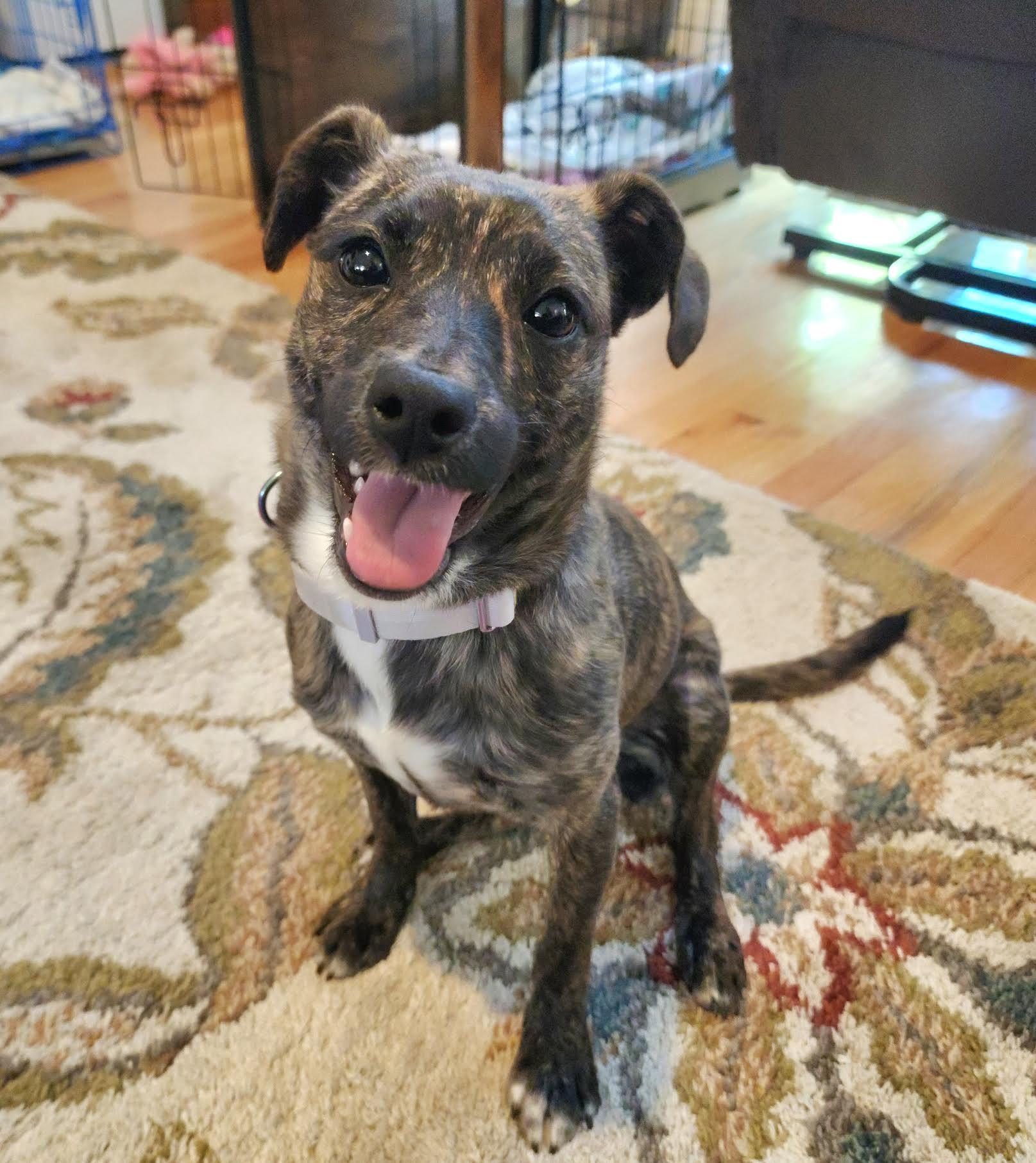 Enlarge J'Adore, a Adoptable mixed breed in Cumming, GA image 5/6