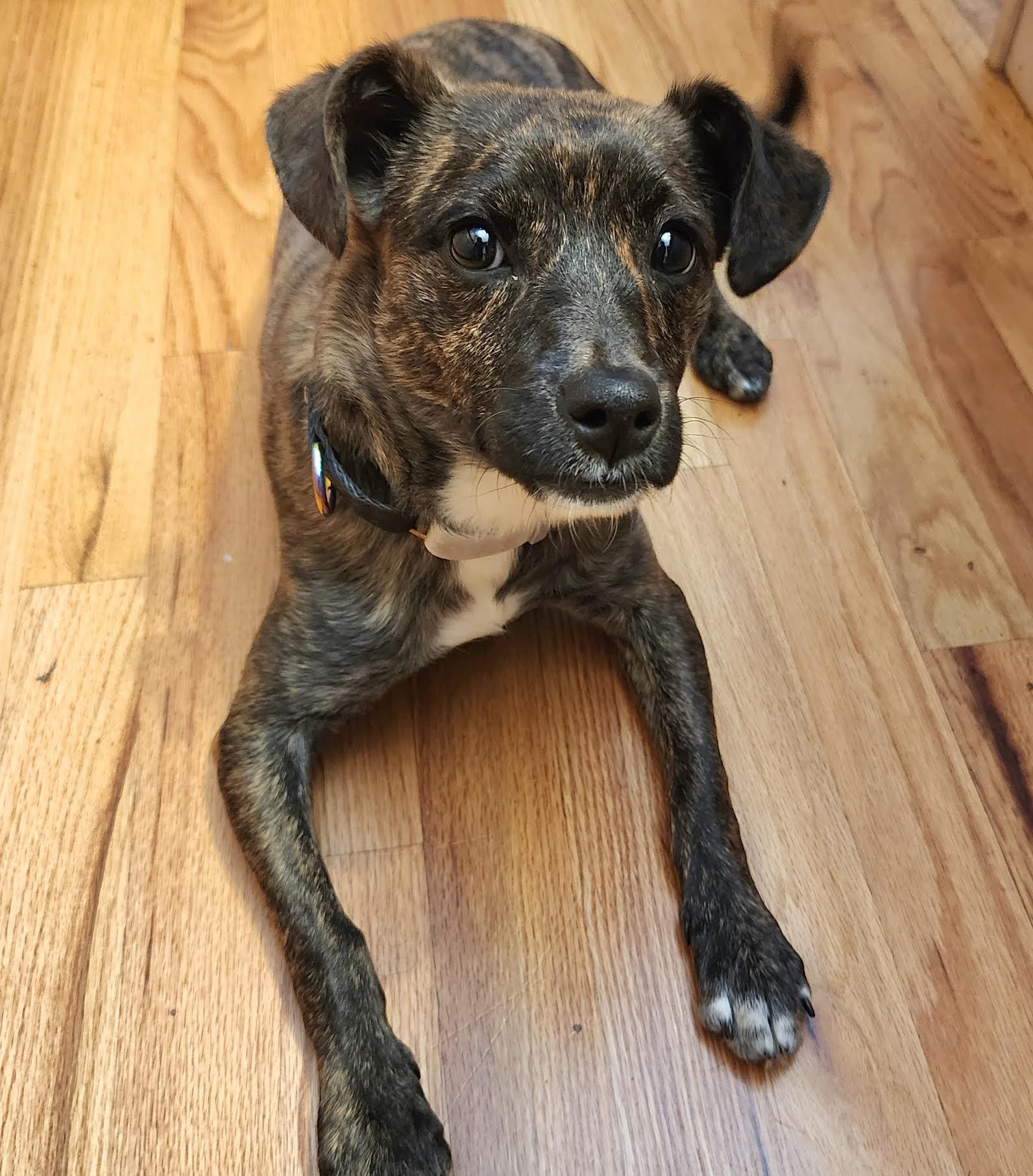 Enlarge J'Adore, a Adoptable mixed breed in Cumming, GA image 3/6