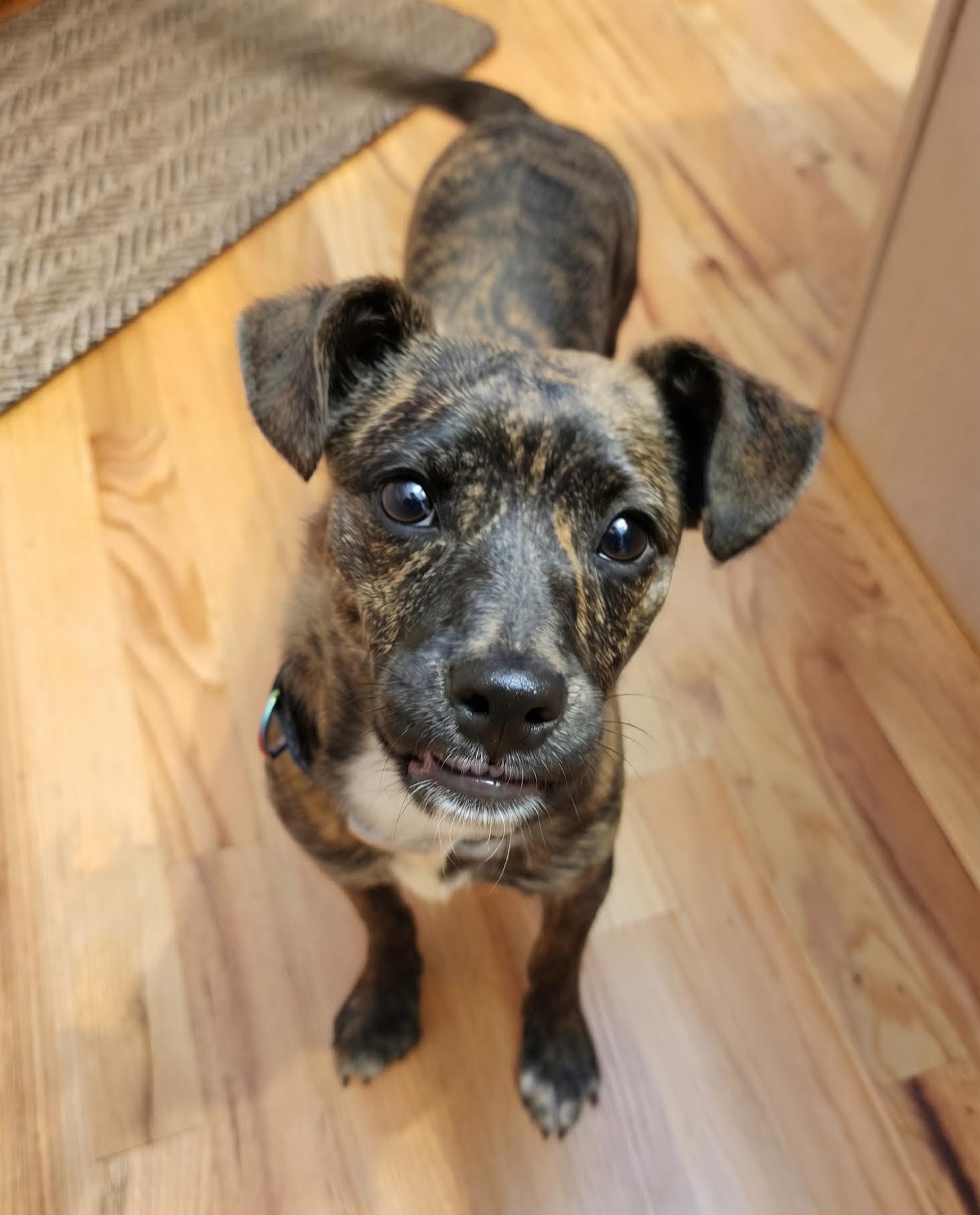 Enlarge J'Adore, a Adoptable mixed breed in Cumming, GA image 6/6