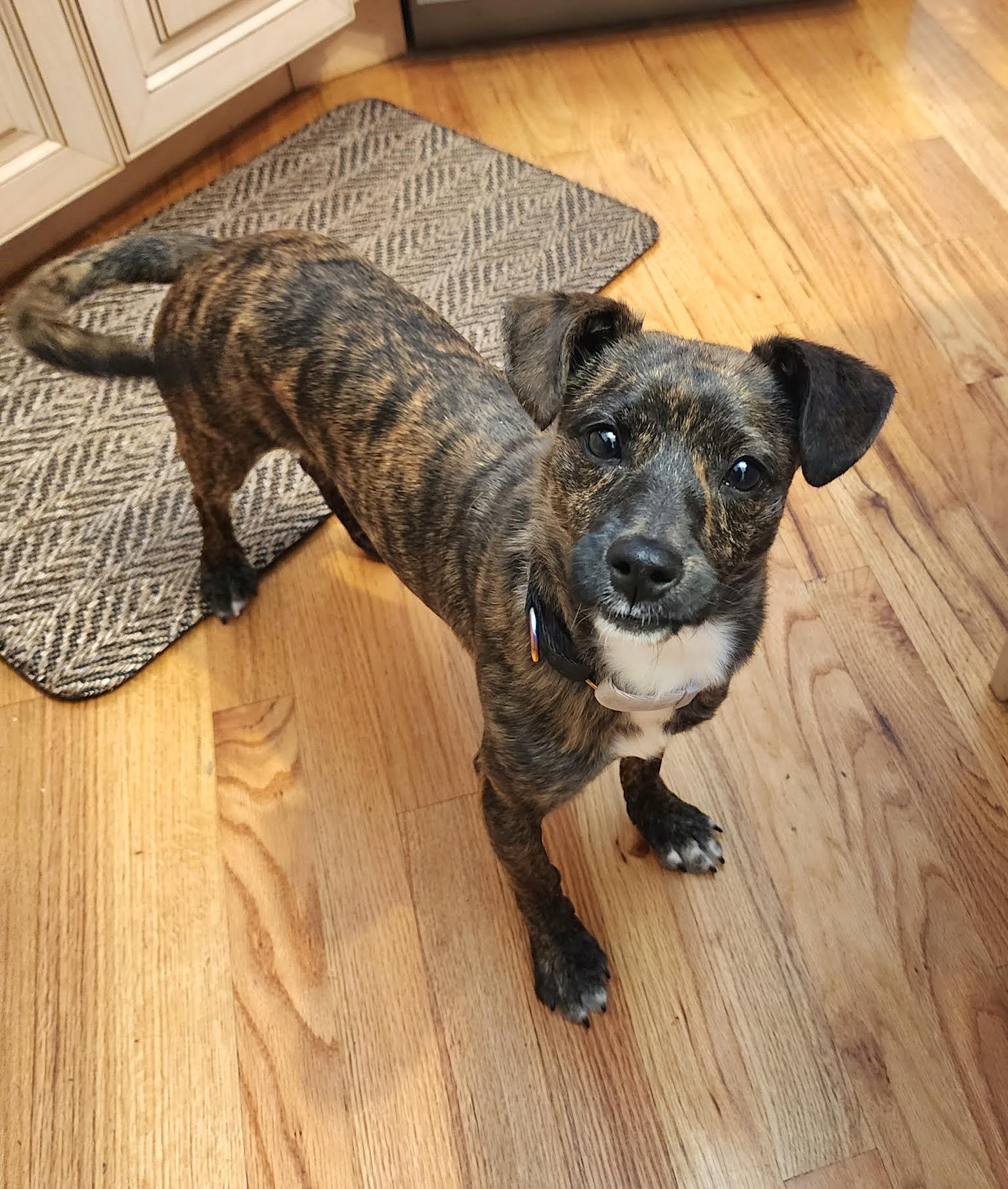 Enlarge J'Adore, a Adoptable mixed breed in Cumming, GA image 2/6