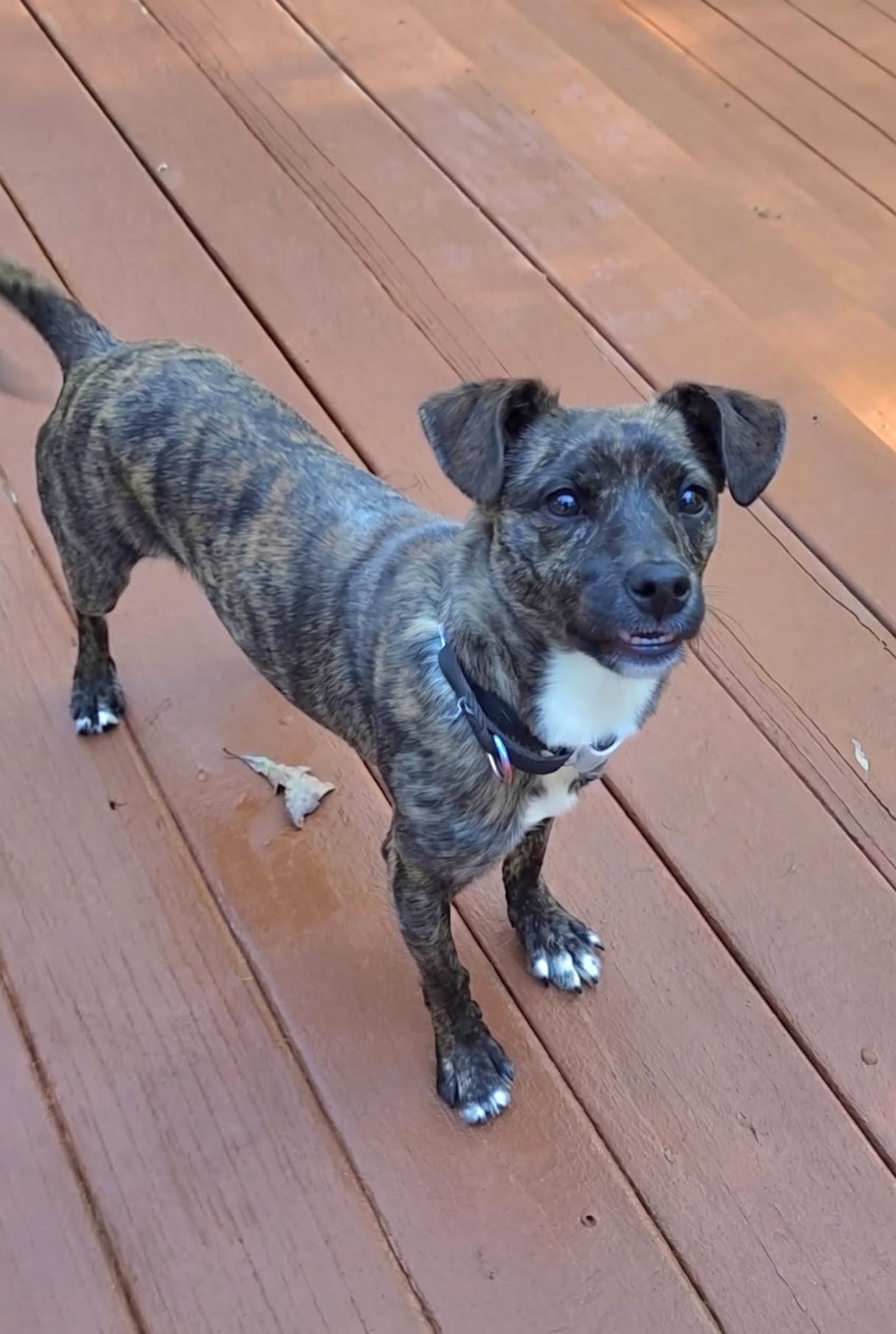 Enlarge J'Adore, a Adoptable mixed breed in Cumming, GA image 4/6