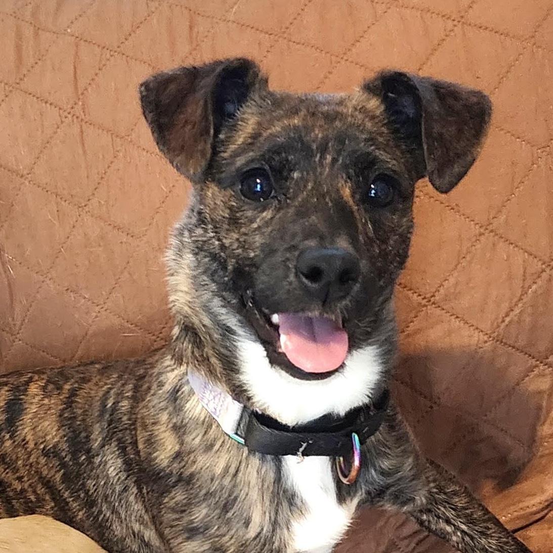 J'Adore, Adoptable, Puppy Female Terrier.