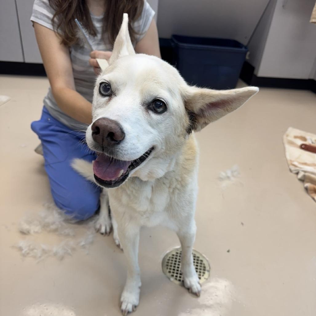 Amelia, Adoptable, Senior Female Mixed Breed.
