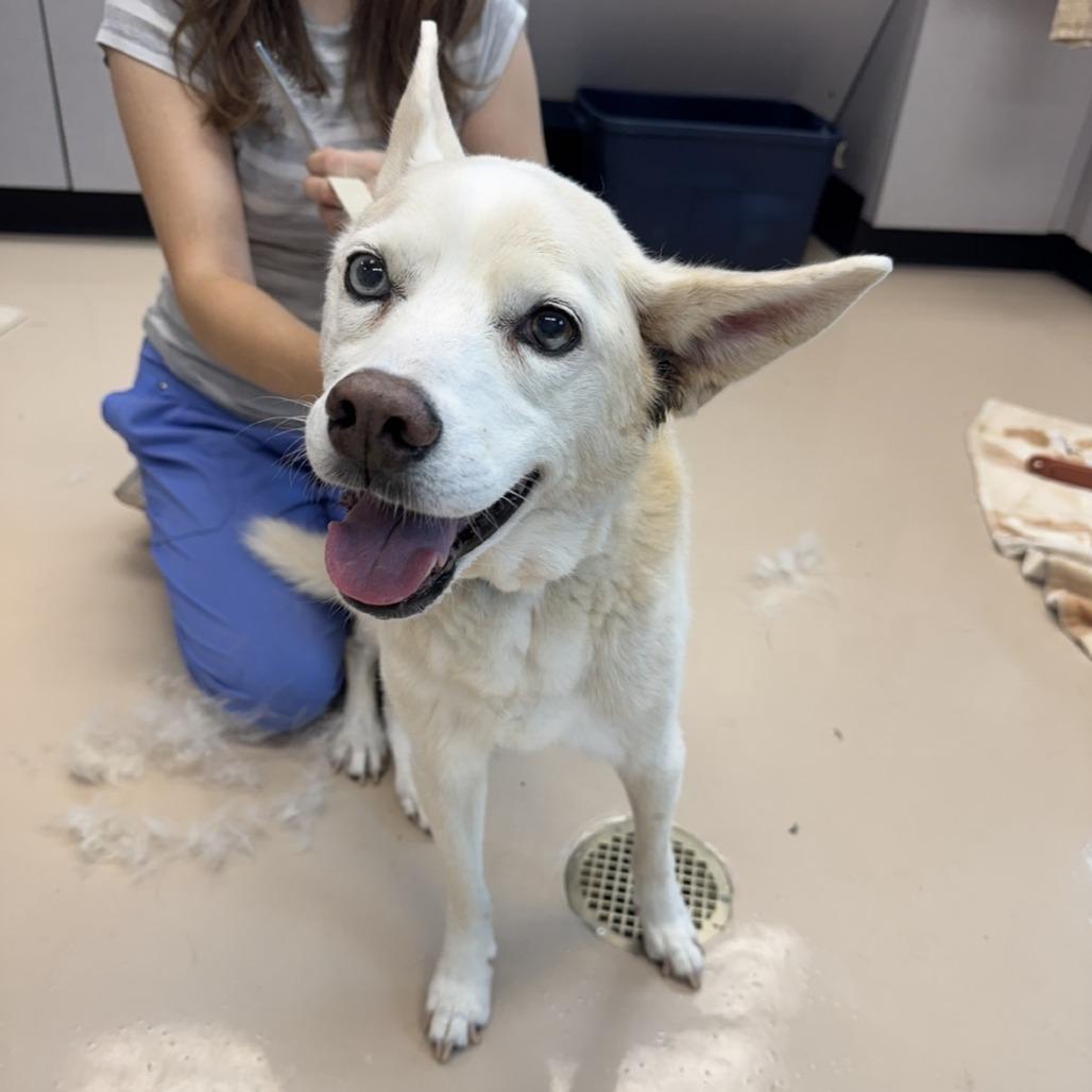Enlarge Amelia, a Adoptable Mixed Breed in Mebane, NC image 2/2