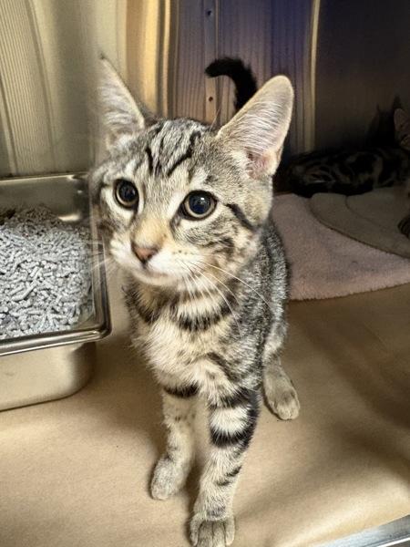 Roxanne, Adoptable, Kitten Female Domestic Short Hair.