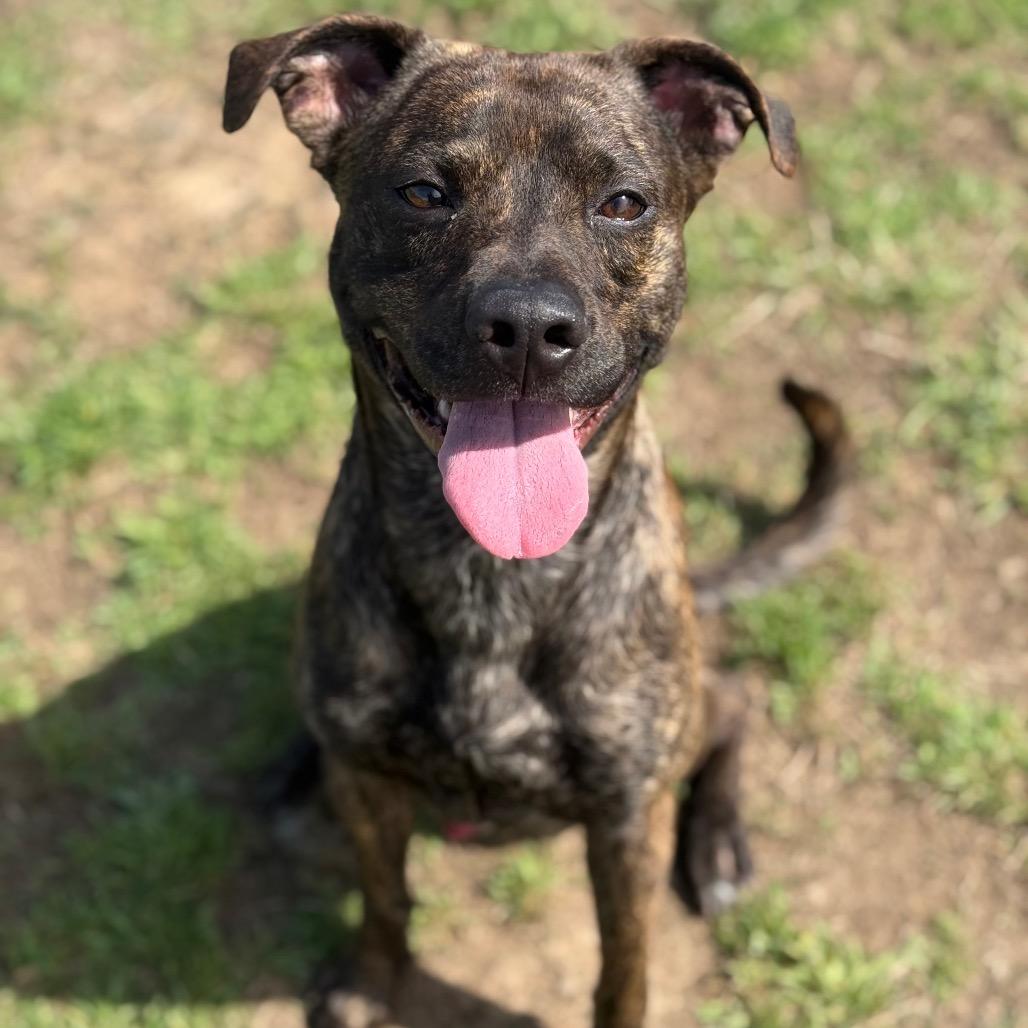 Scorpion, a Adoptable mixed breed in Fort Smith, AR image 1/2