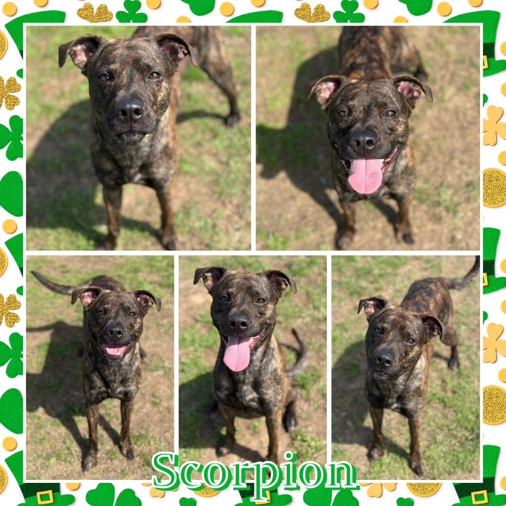 Scorpion, a Adoptable mixed breed in Fort Smith, AR image 2/2