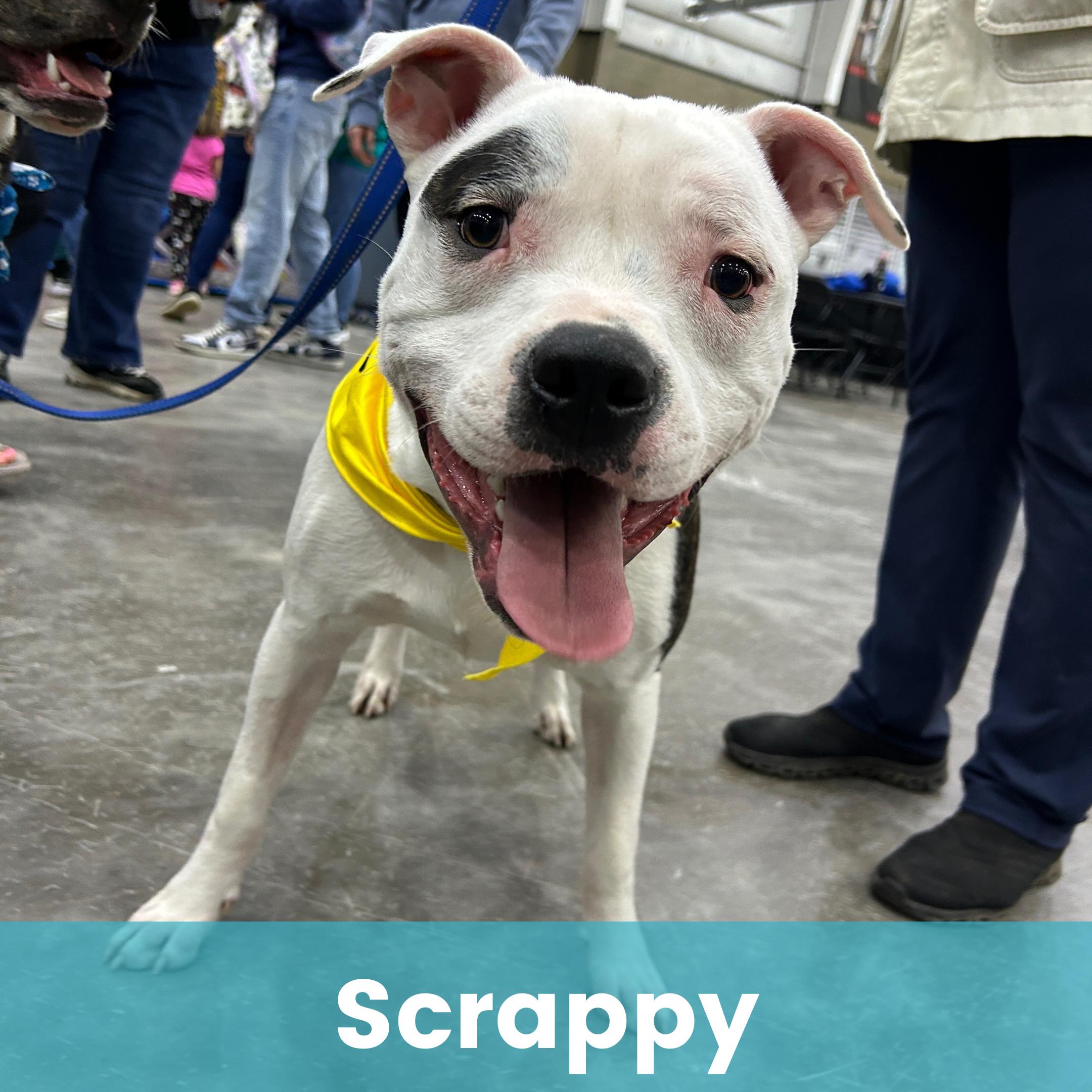 Scrappy