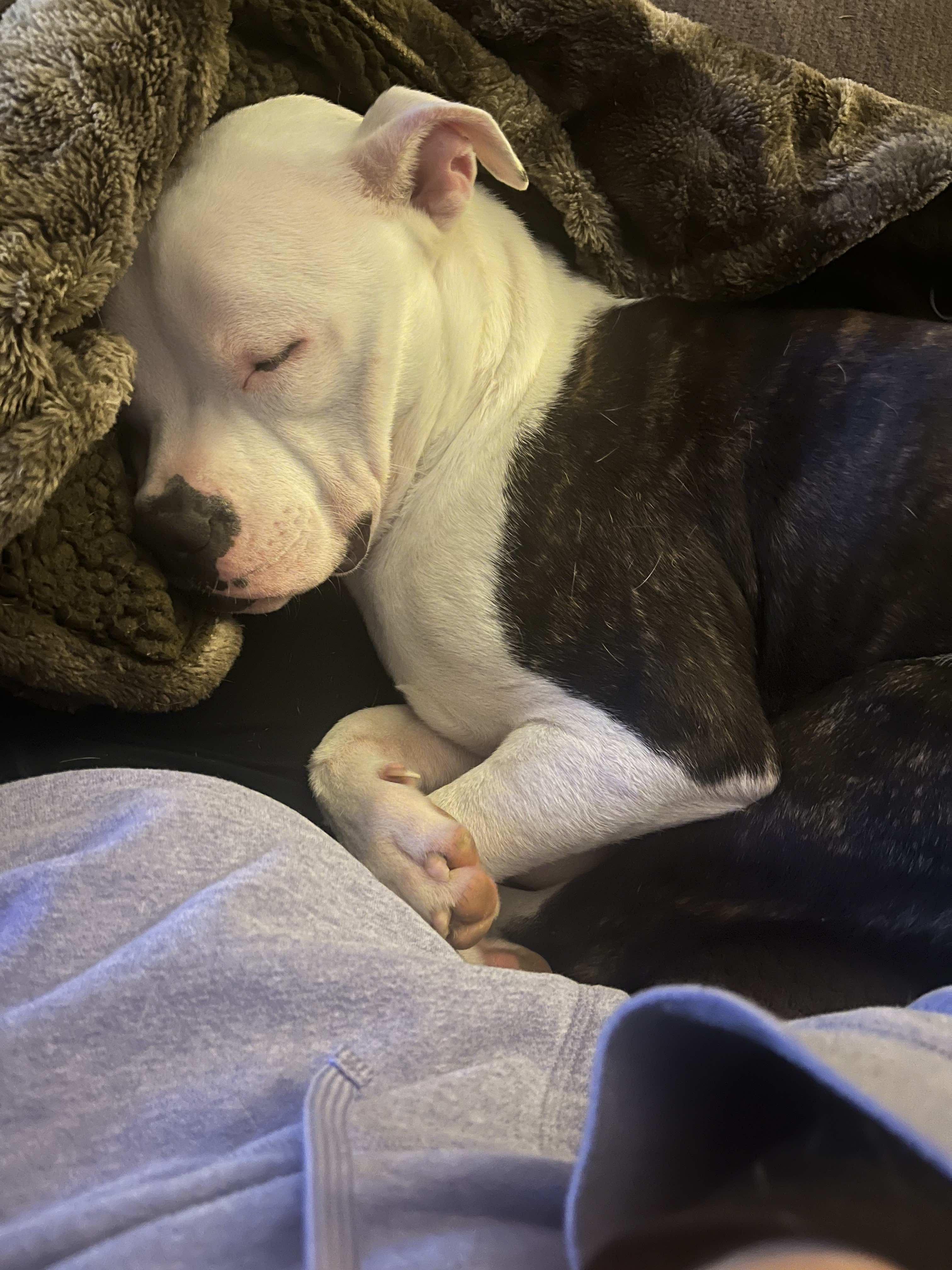 Scrappy, a Adoptable mixed breed in Rochester , NY image 2/5