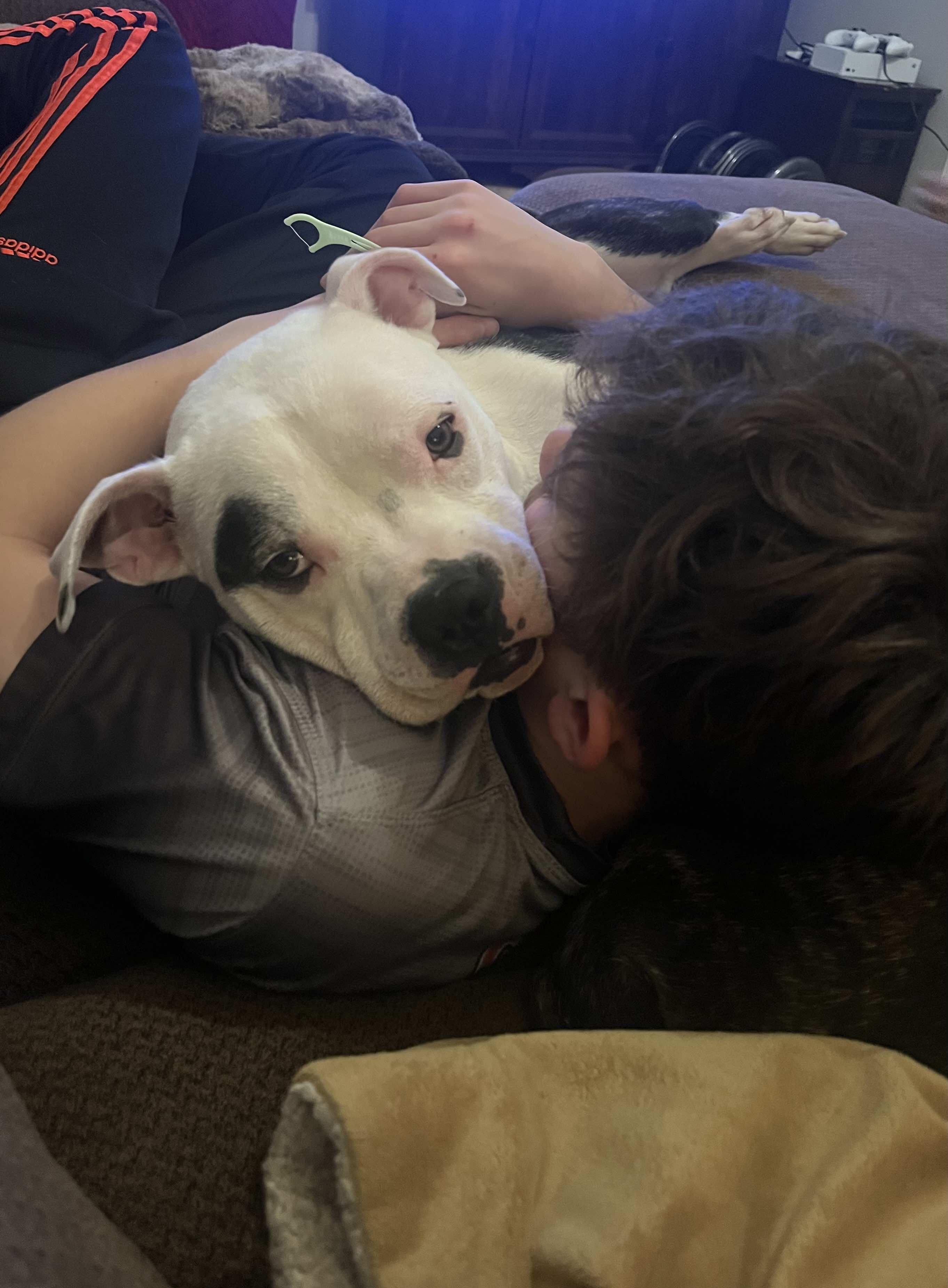 Scrappy, a Adoptable mixed breed in Rochester , NY image 3/5