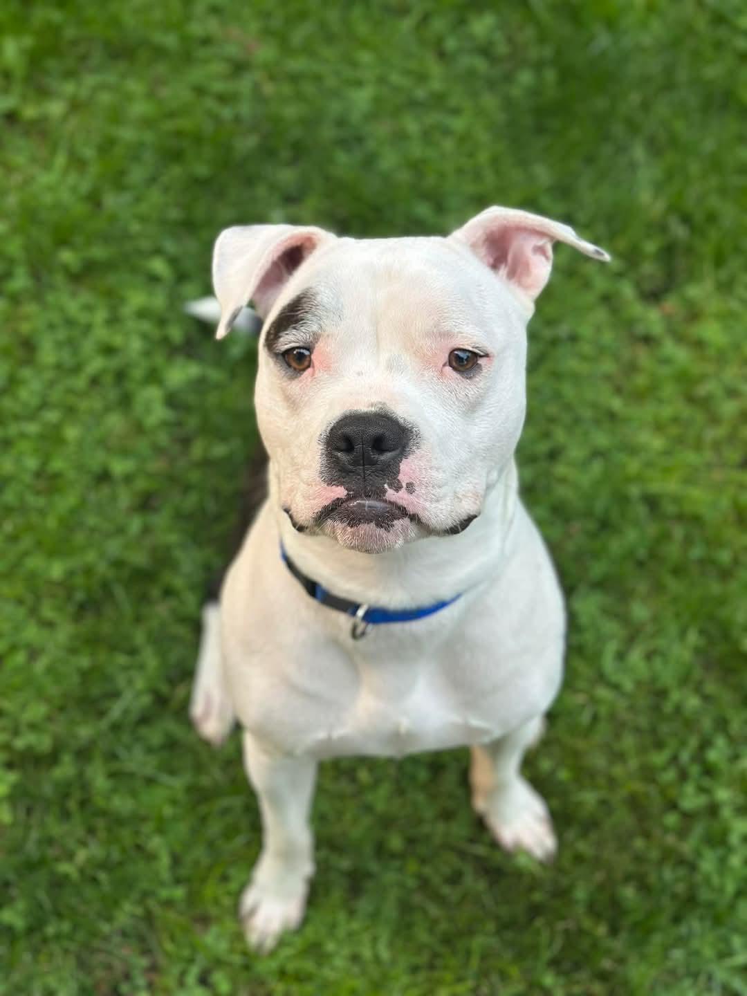 Scrappy, a Adoptable mixed breed in Rochester , NY image 4/5