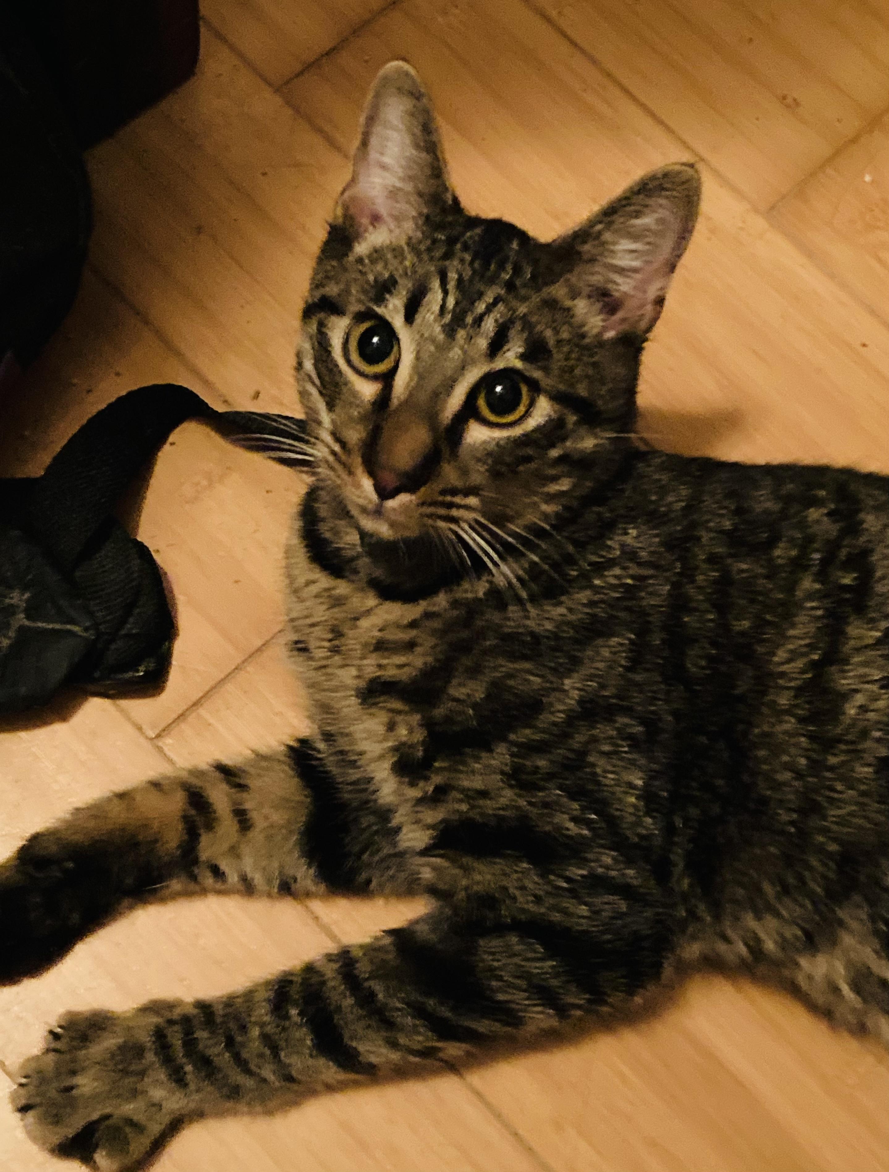 Magnum and Barbie, a Adoptable Domestic Short Hair in Hopkinton, MA image 6/6