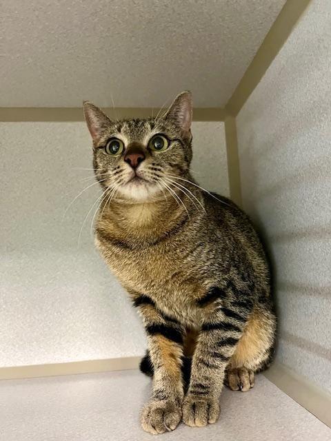 Kiki, adoptable, Adult Female Domestic Short Hair.