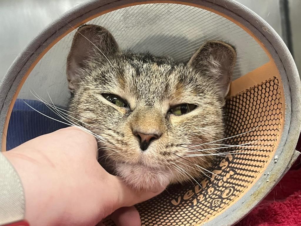 Arcadia, Adoptable, Adult Female Domestic Short Hair.