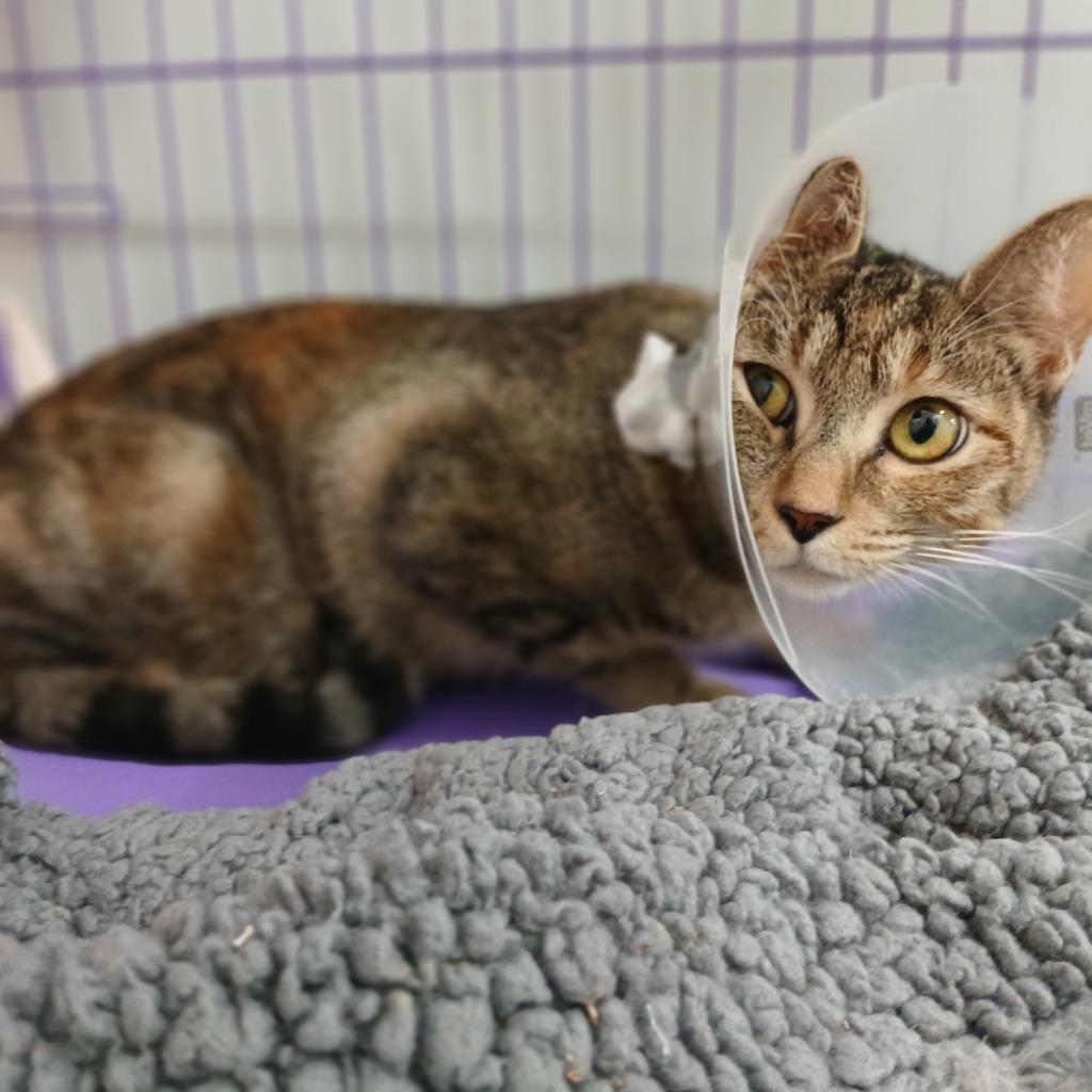 Arcadia, a Adoptable mixed breed in Fall River, MA image 2/6