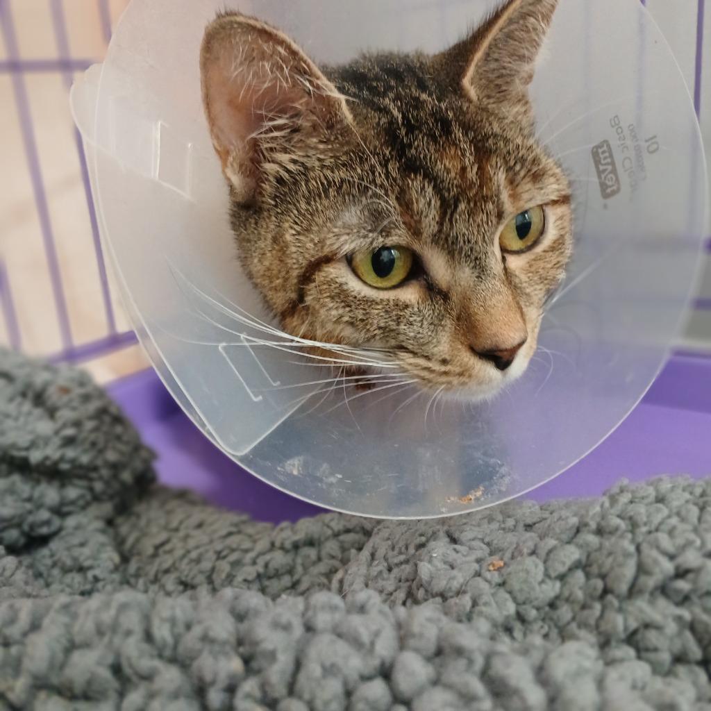 Arcadia, a Adoptable mixed breed in Fall River, MA image 3/6