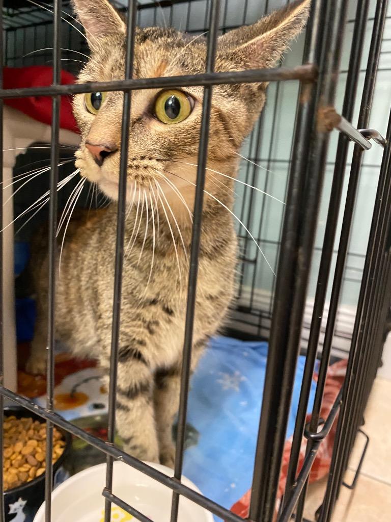 Arcadia, a Adoptable mixed breed in Fall River, MA image 4/6