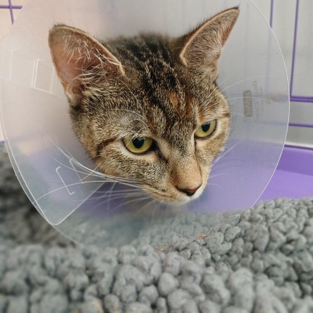 Arcadia, a Adoptable mixed breed in Fall River, MA image 5/6