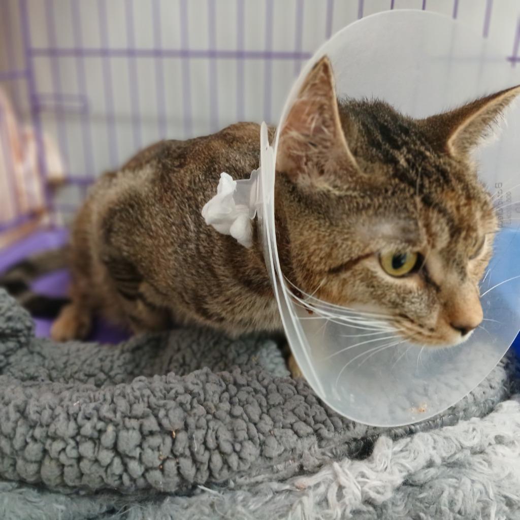 Arcadia, a Adoptable mixed breed in Fall River, MA image 6/6