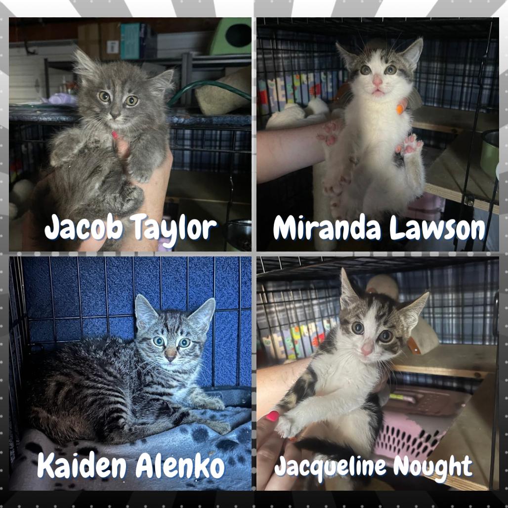 Kaiden Alenko, Adoptable, Kitten Male Domestic Short Hair.