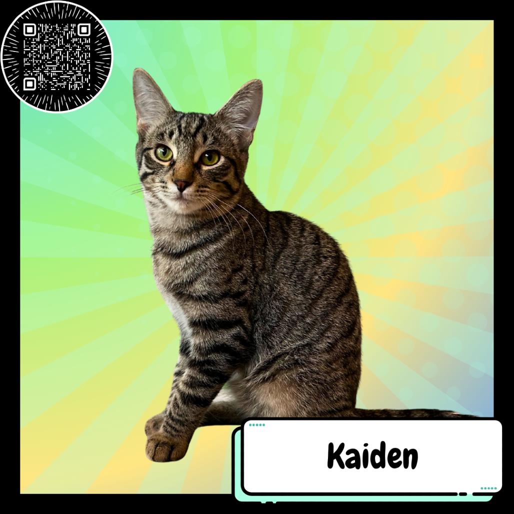 Enlarge Kaiden Alenko, a Adoptable Domestic Short Hair in Suisun City, CA image 2/2