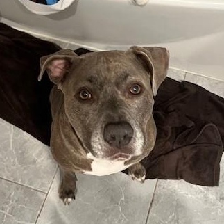 Willow *Courtesy Cupid*, Adult Female Pit Bull Terrier