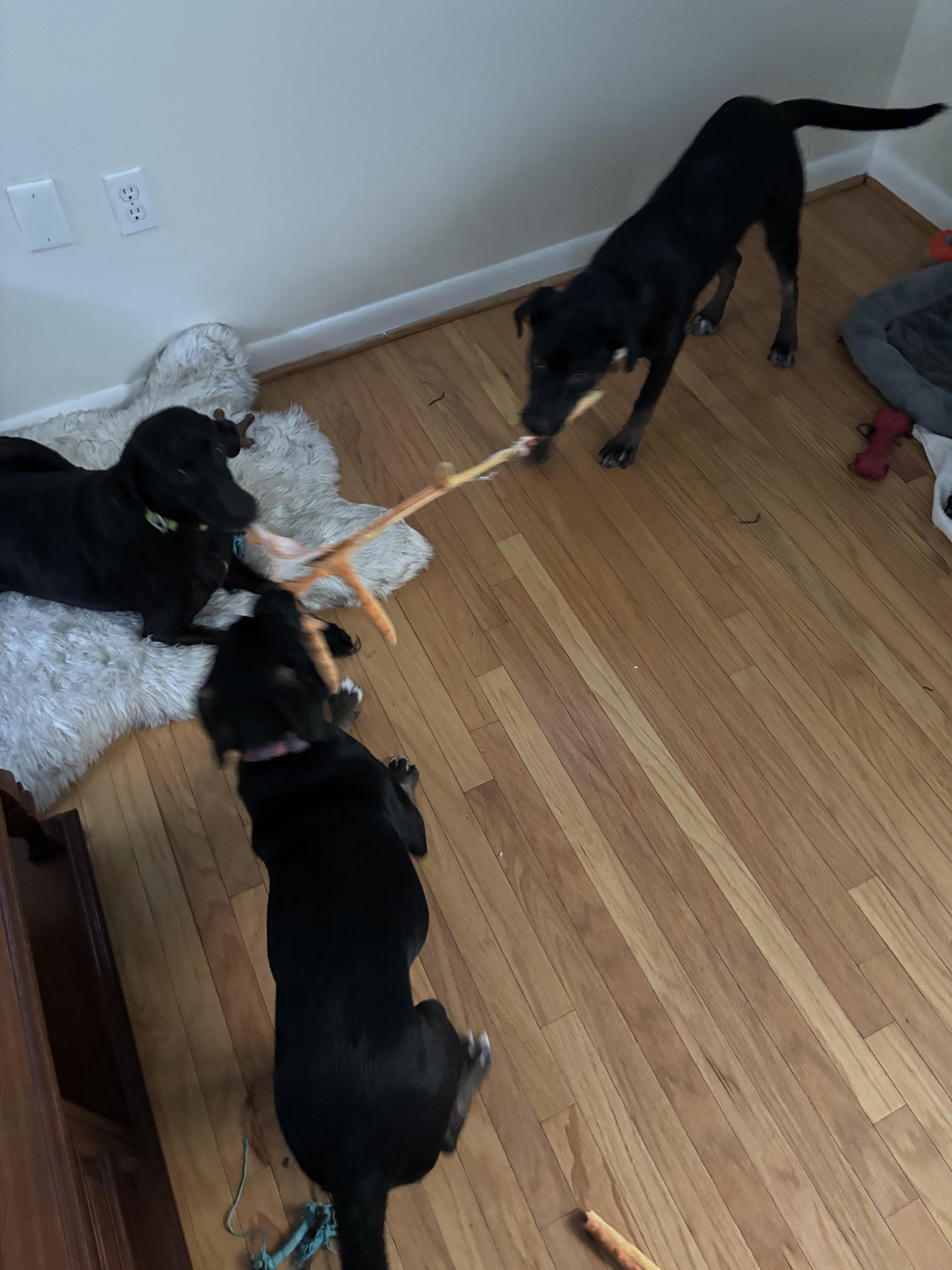 Lyra, Adoptable, Puppy Female Black Labrador Retriever.