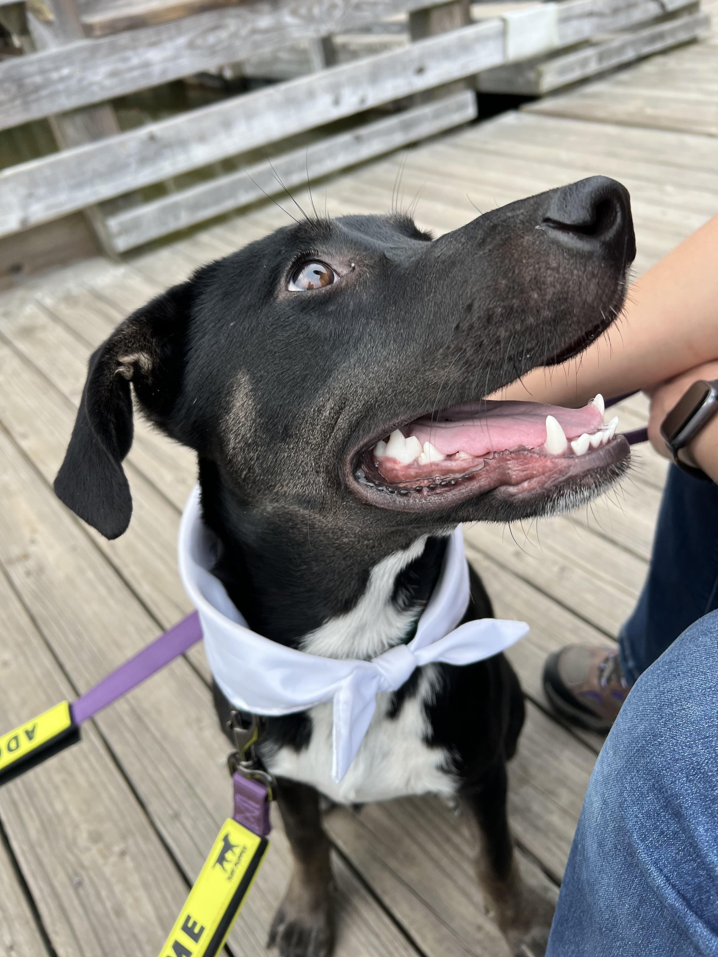 Lyra, a Adoptable mixed breed in holly springs, NC image 2/5