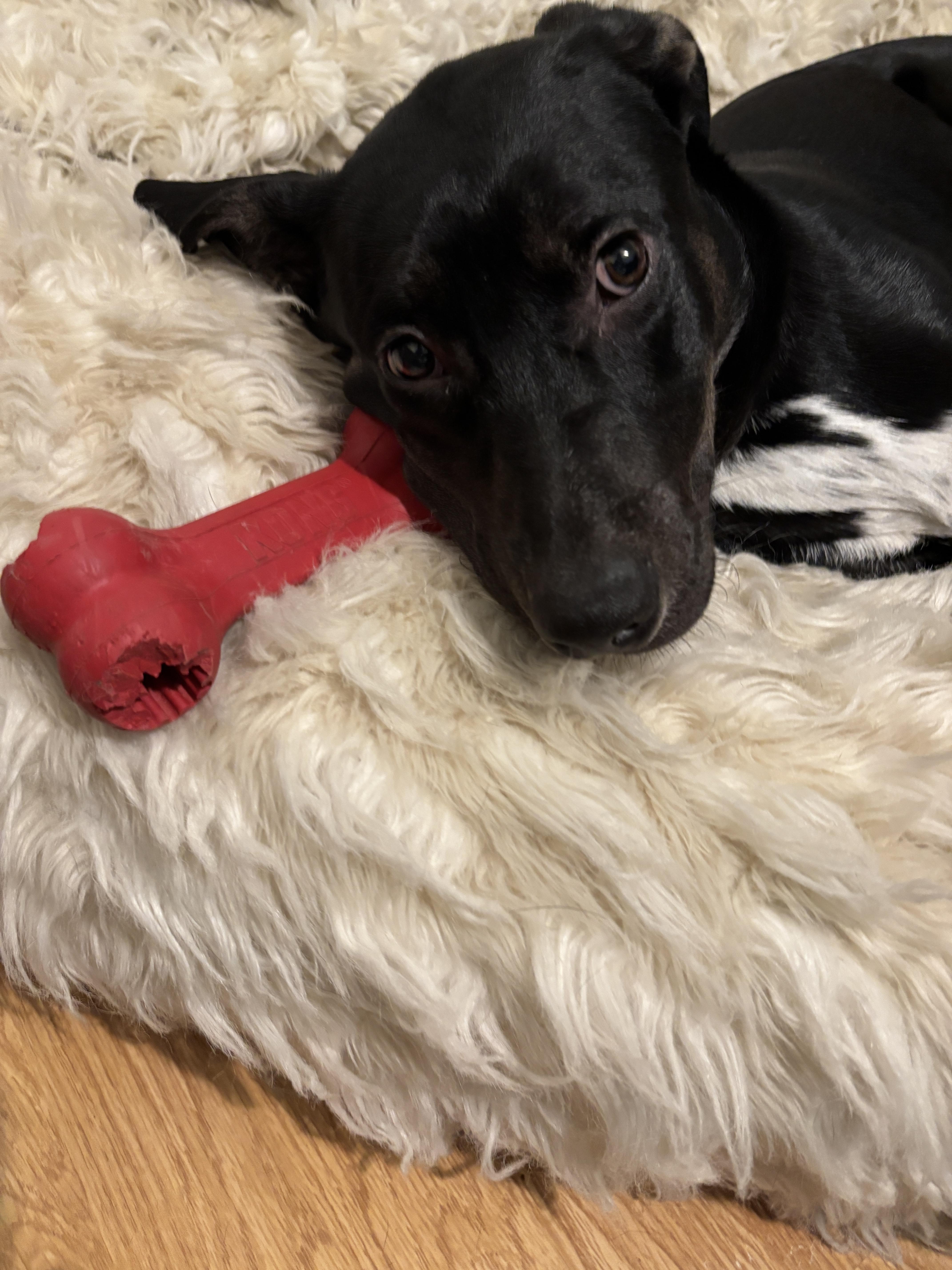 Lyra, a Adoptable mixed breed in holly springs, NC image 3/5