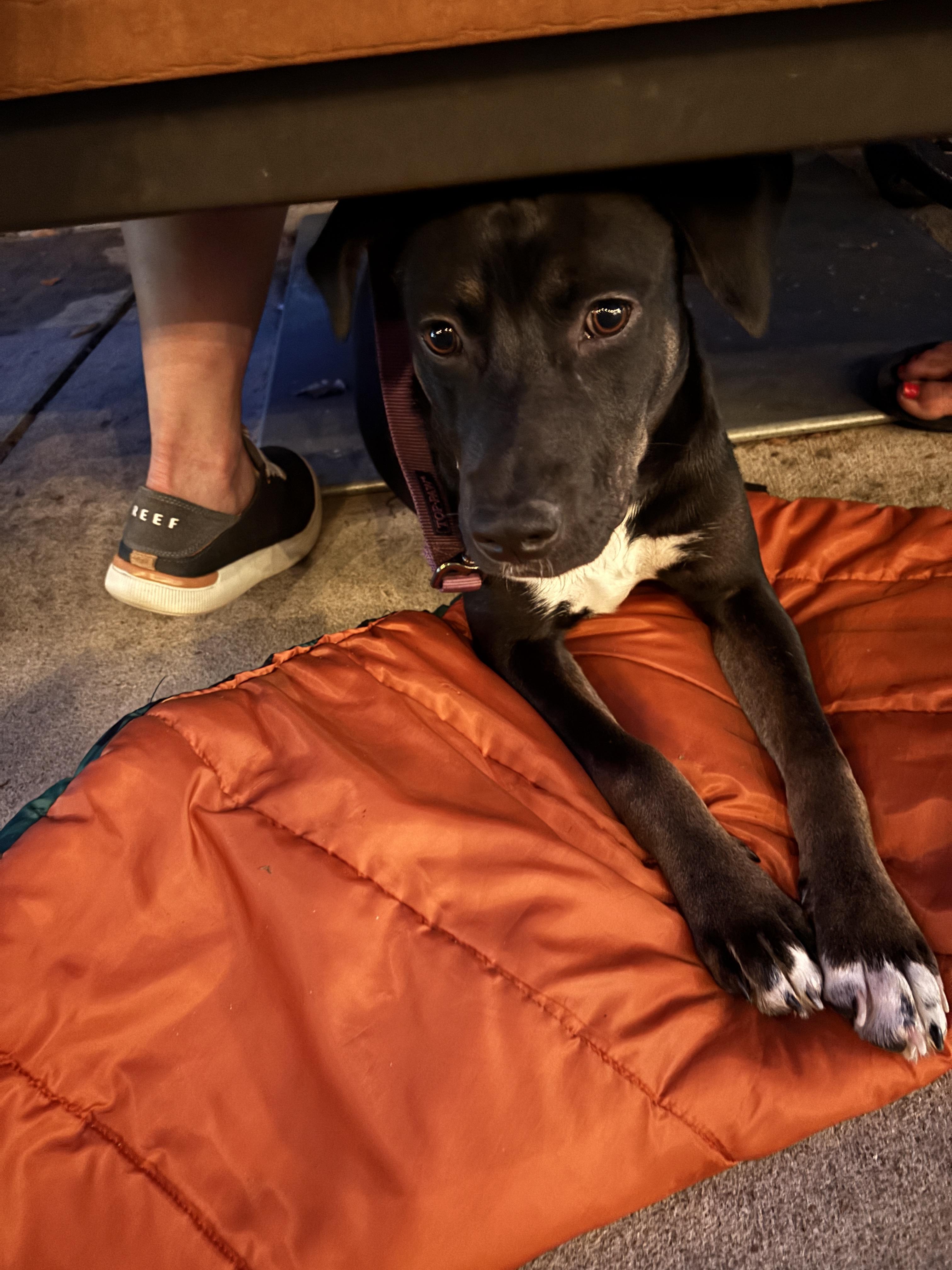 Lyra, a Adoptable mixed breed in holly springs, NC image 4/5