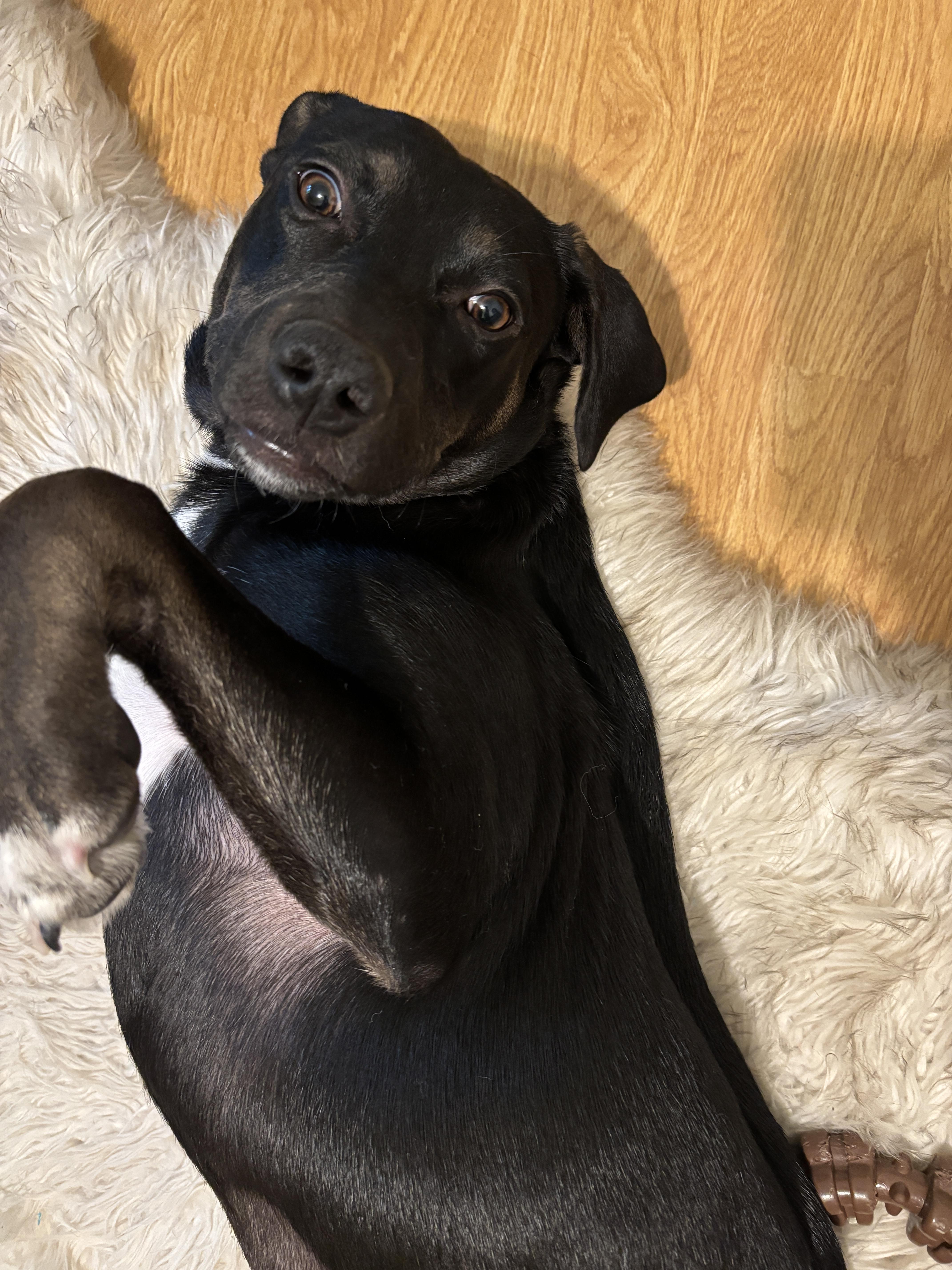 Lyra, a Adoptable mixed breed in holly springs, NC image 5/5