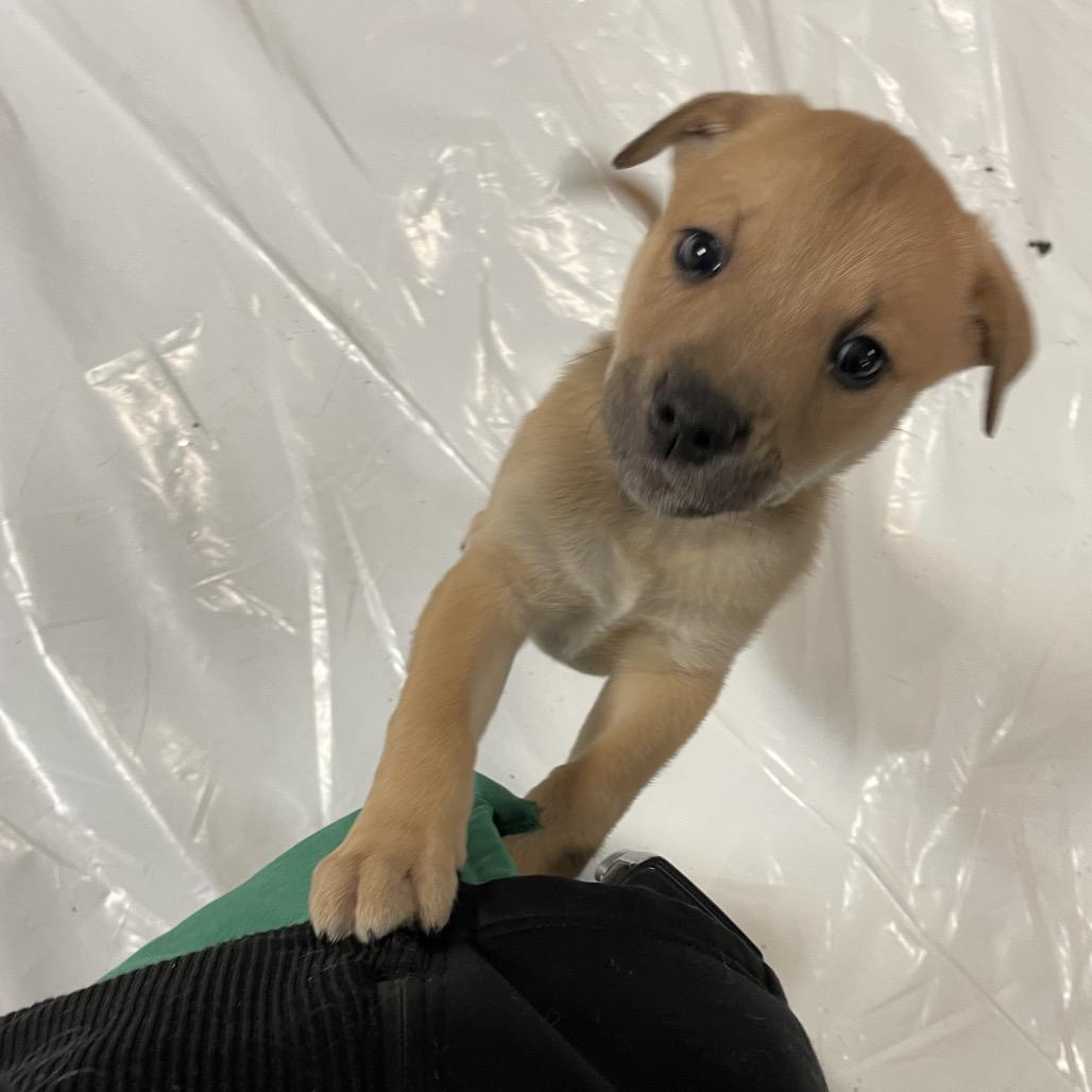Chewbacca, Adoptable, Puppy Male Mixed Breed.