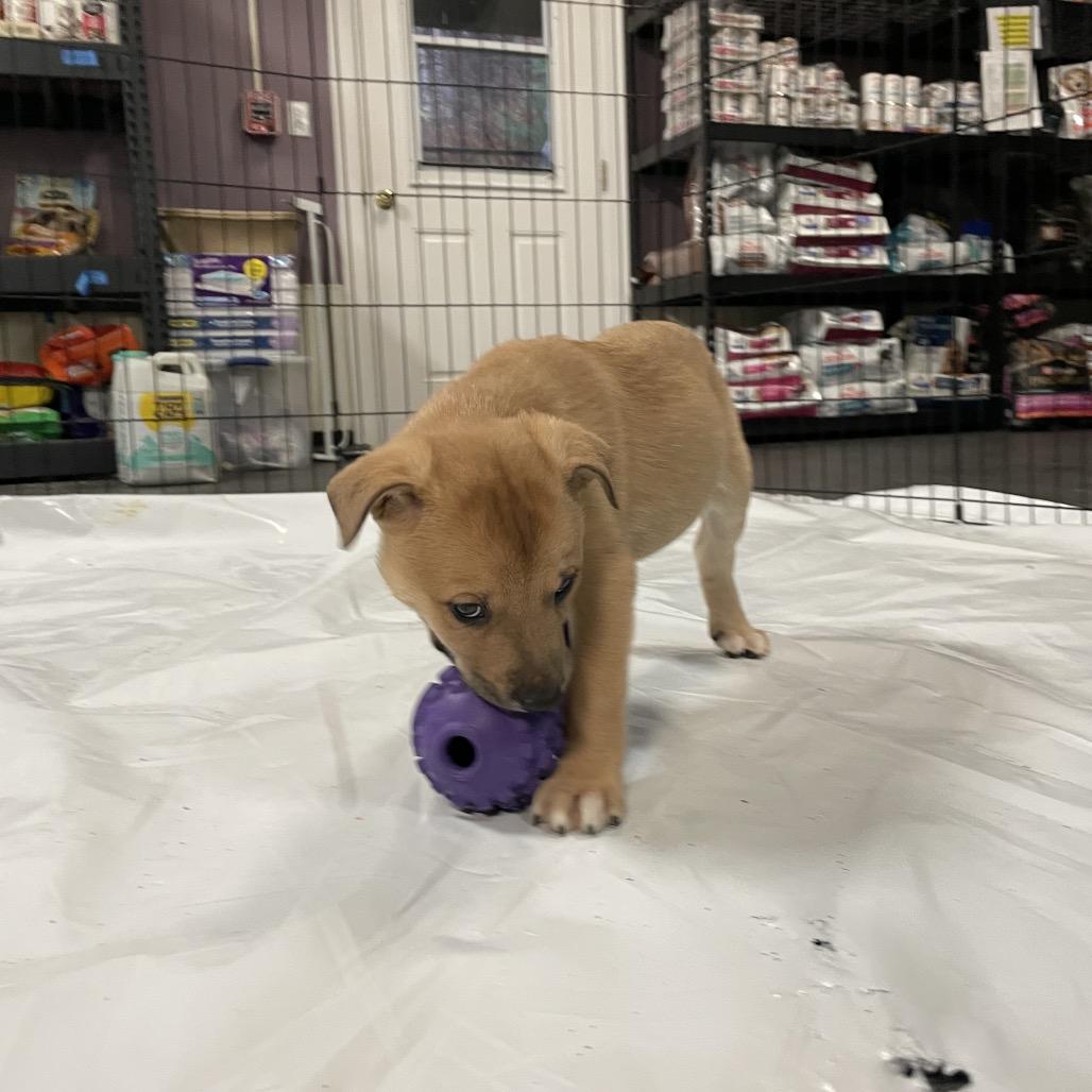 Chewbacca, a Adoptable Mixed Breed in Enfield, NH image 2/6
