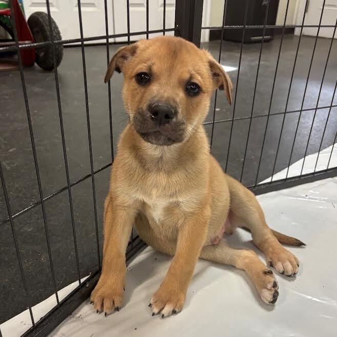 Chewbacca, a Adoptable Mixed Breed in Enfield, NH image 3/6