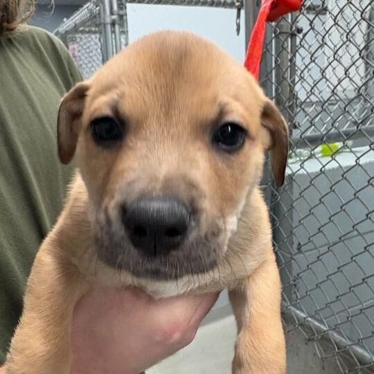 Chewbacca, a Adoptable Mixed Breed in Enfield, NH image 4/6