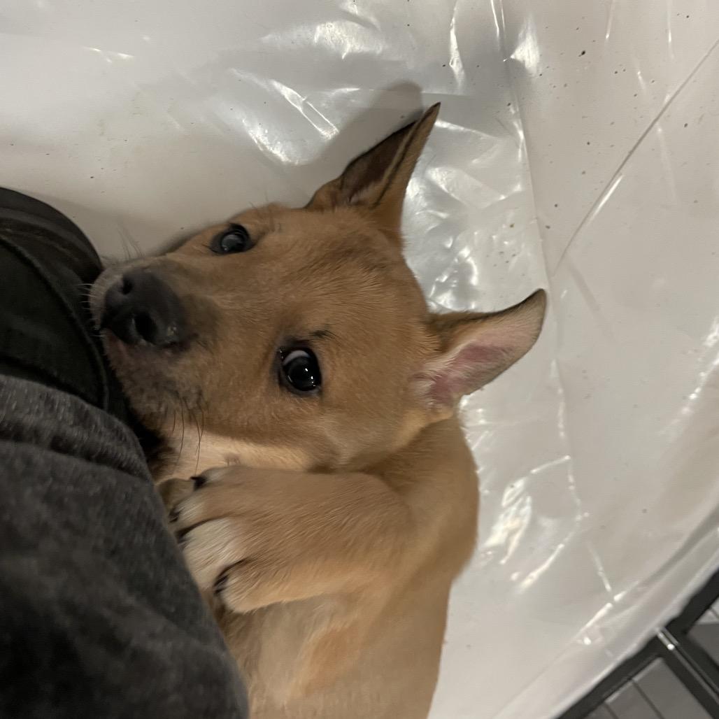 Chewbacca, a Adoptable Mixed Breed in Enfield, NH image 5/6