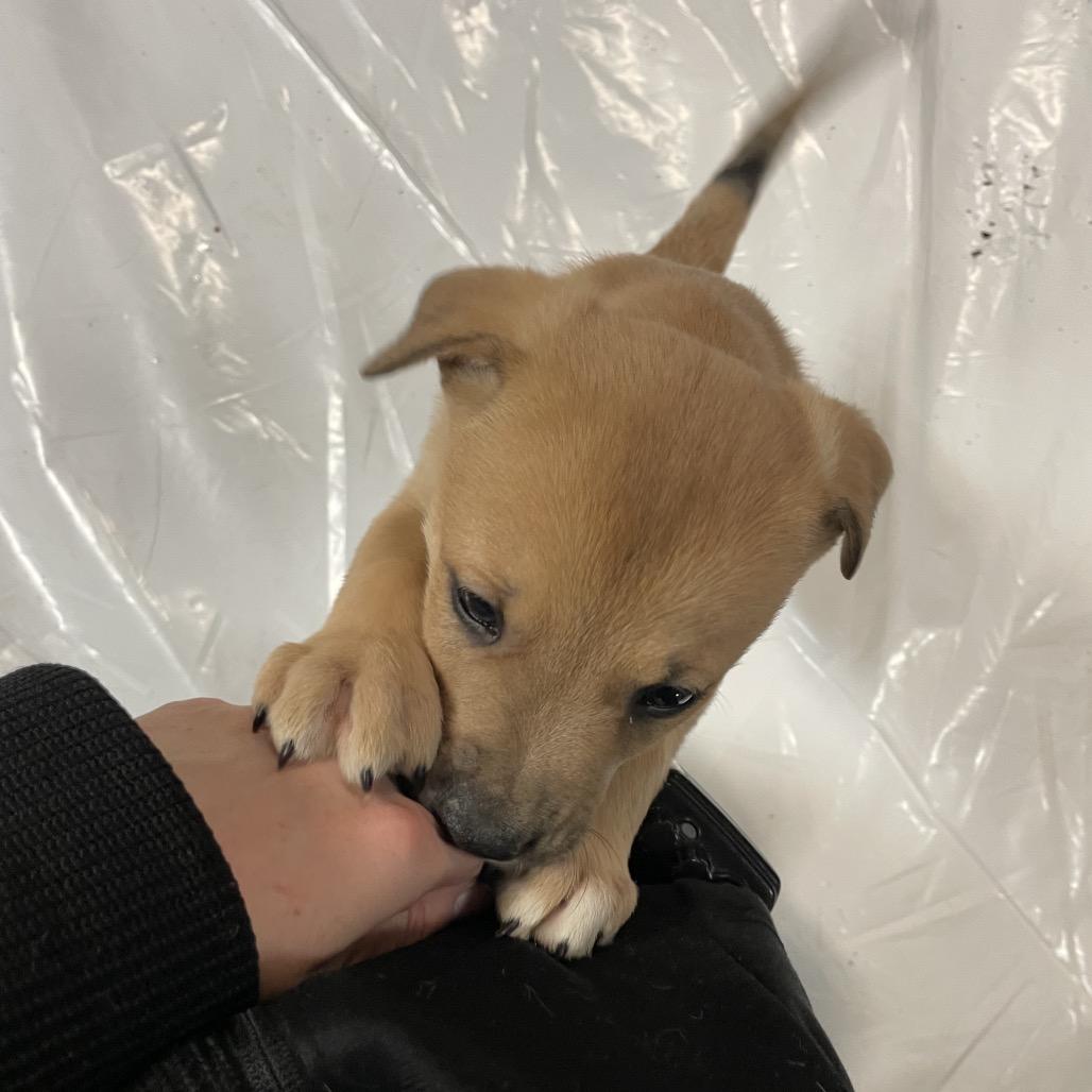 Chewbacca, a Adoptable Mixed Breed in Enfield, NH image 6/6