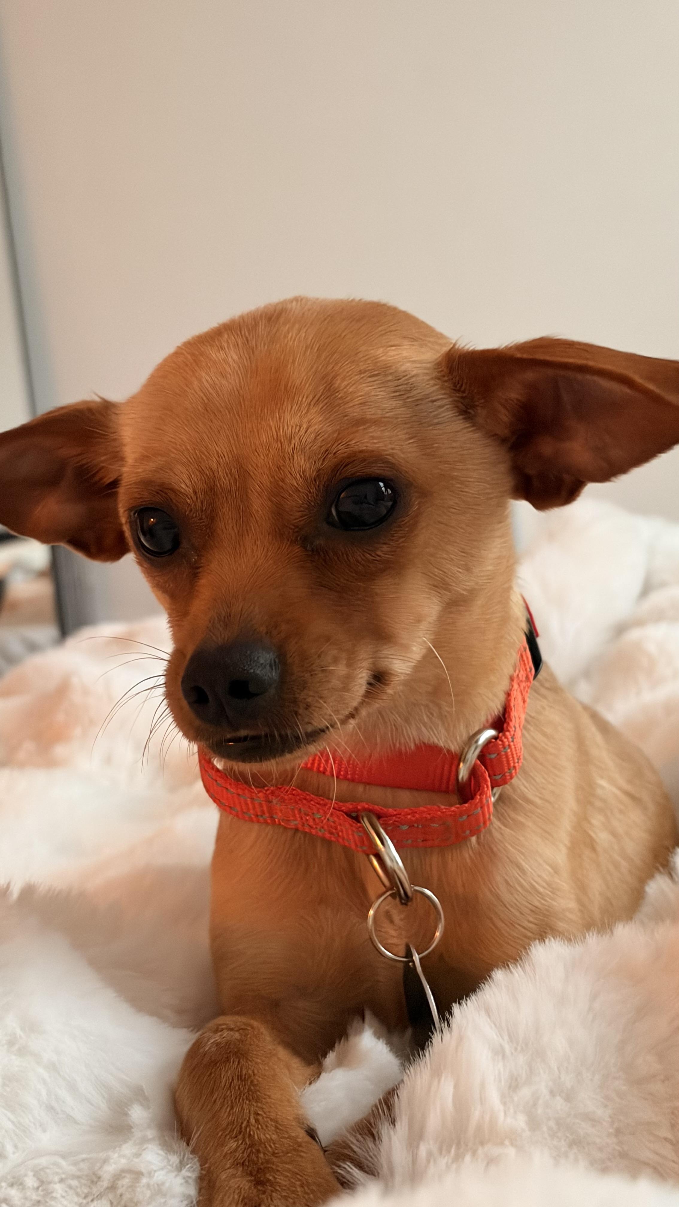 Enlarge Timmy, a Adoptable mixed breed in Brooklyn, NY image 3/6