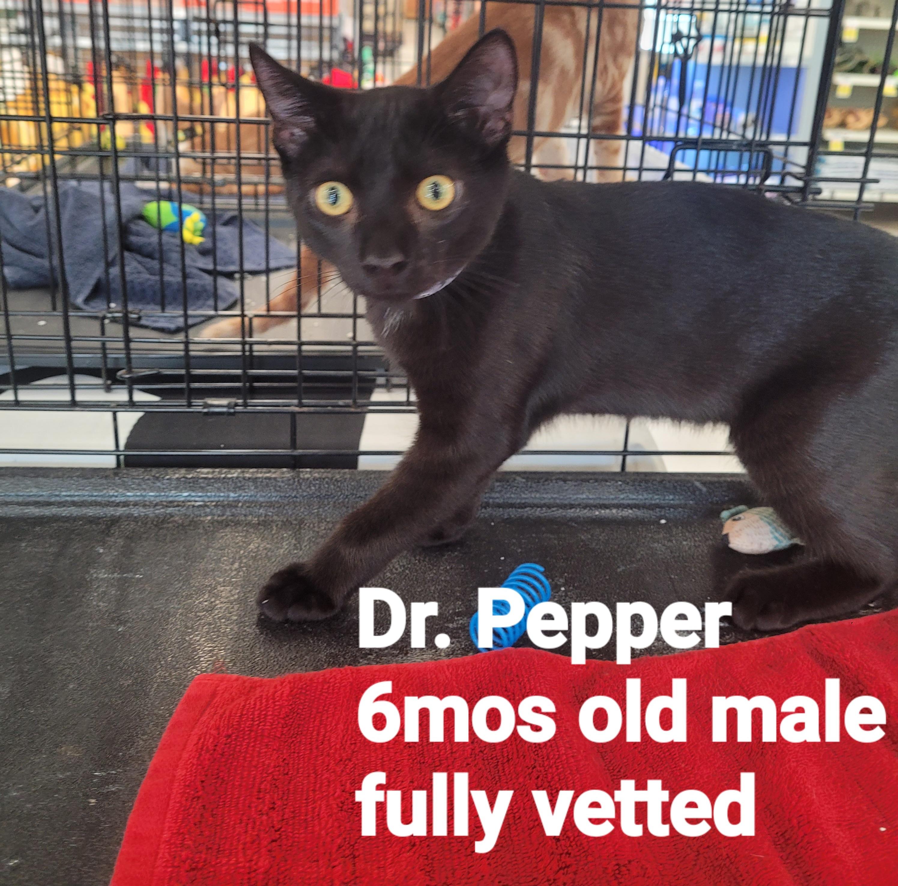 Dr Pepper, ADOPTABLE, Young Male American Shorthair.