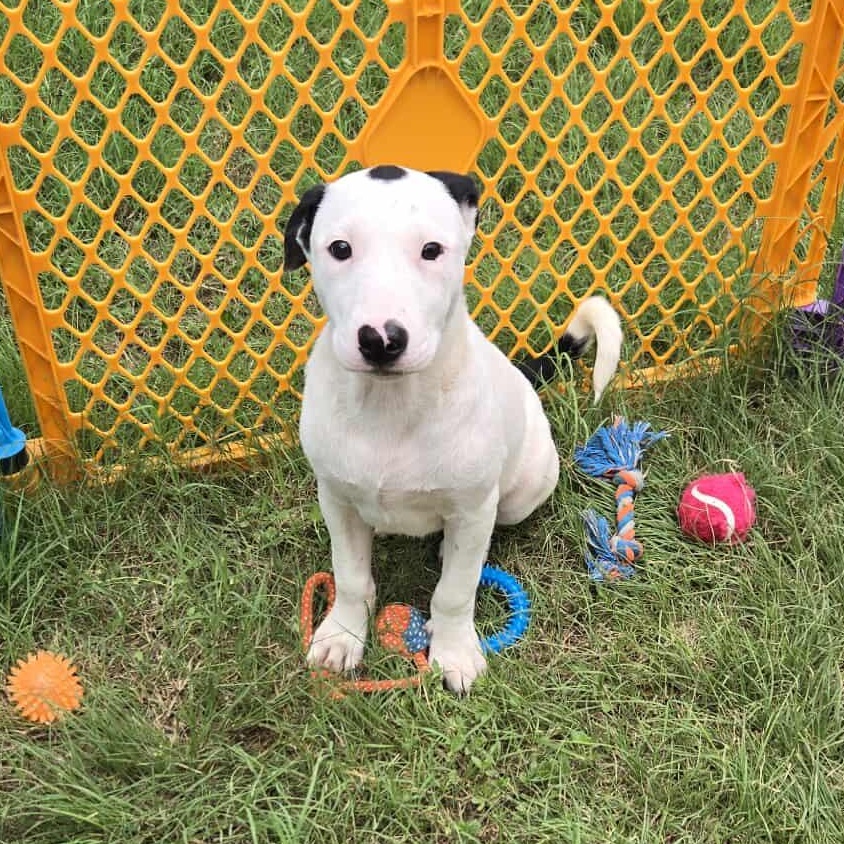 Doc, an adoptable Pit Bull Terrier in BUTTE, MT, 59701 | Photo Image 2